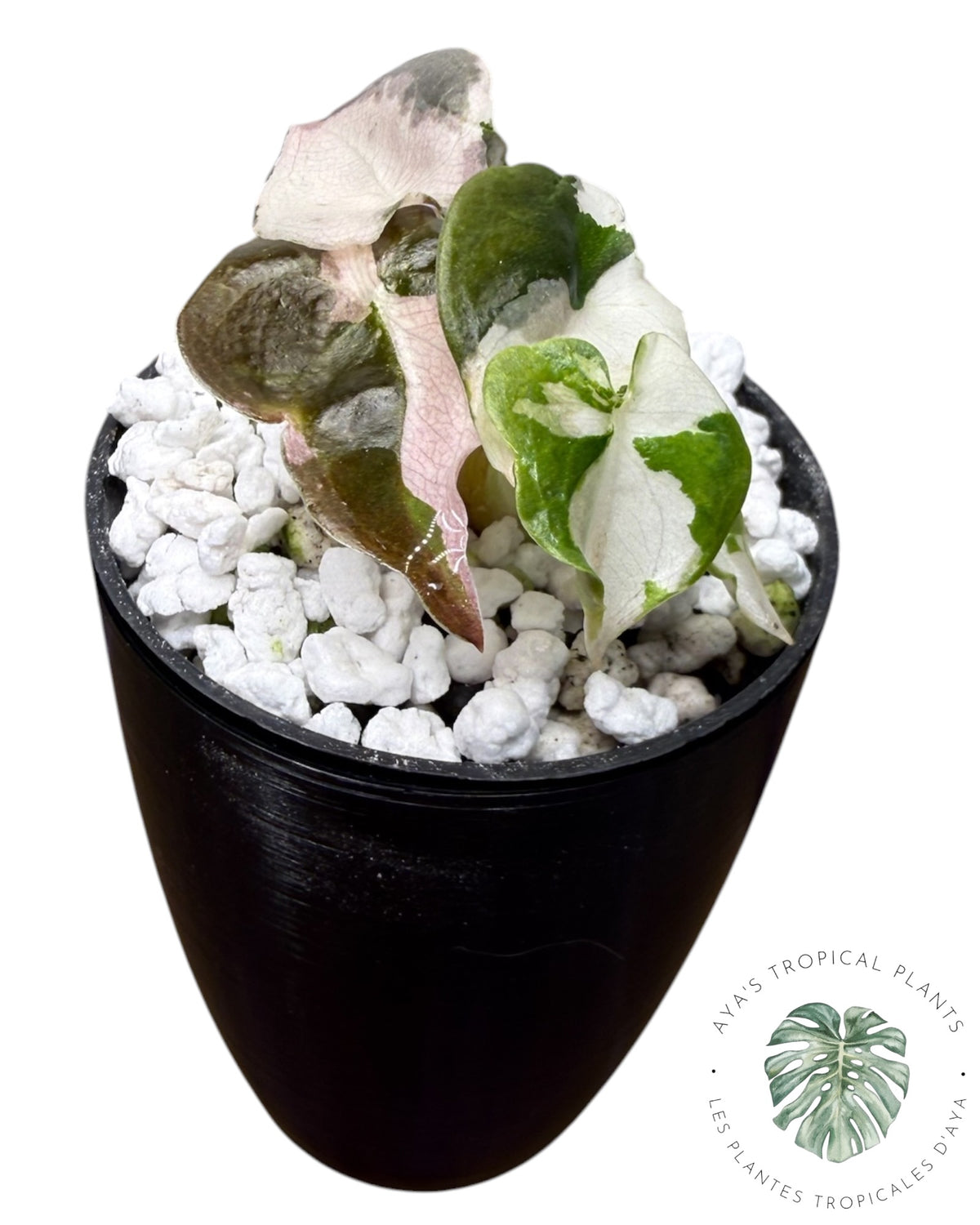 Alocasia Cuprea Pink Albo Panaché