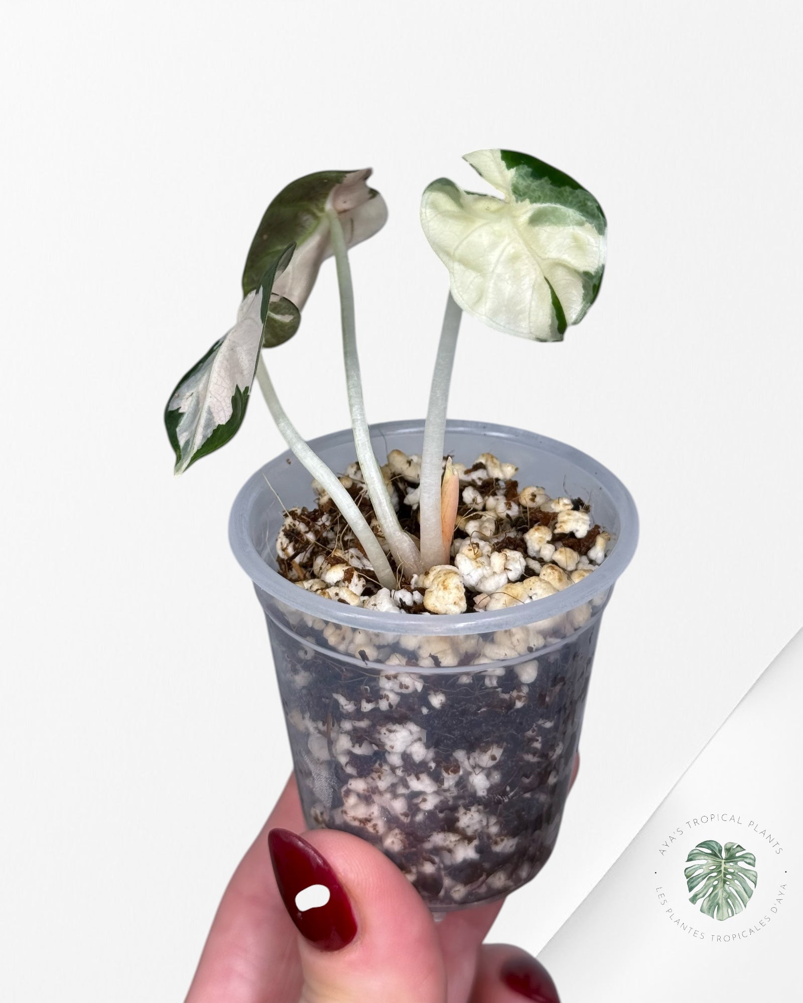 Alocasia Heart Balloon Pink variegated| Rare TC Plant| Aya's Tropical Plants