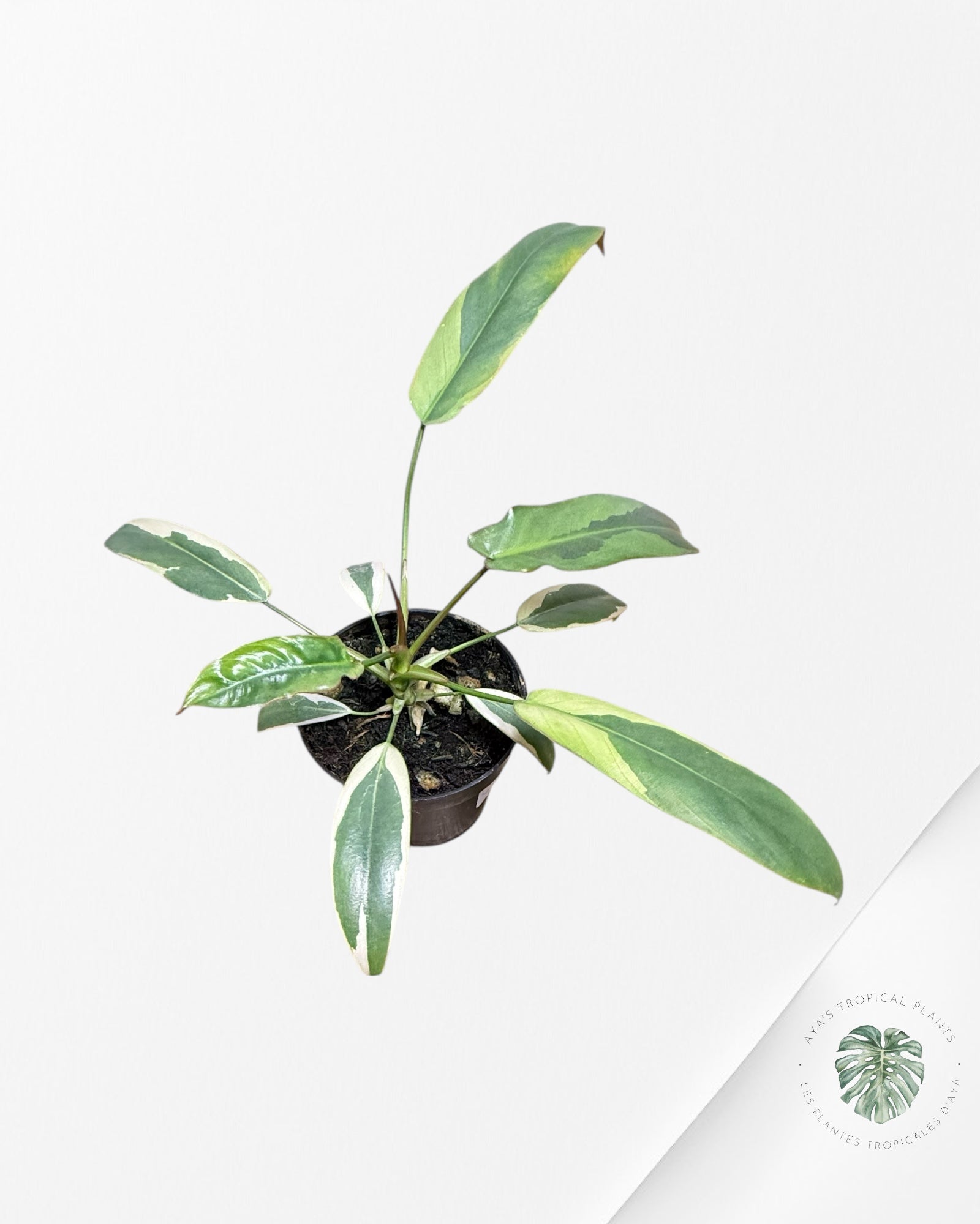 Philodendron atabapoense panaché - F1
