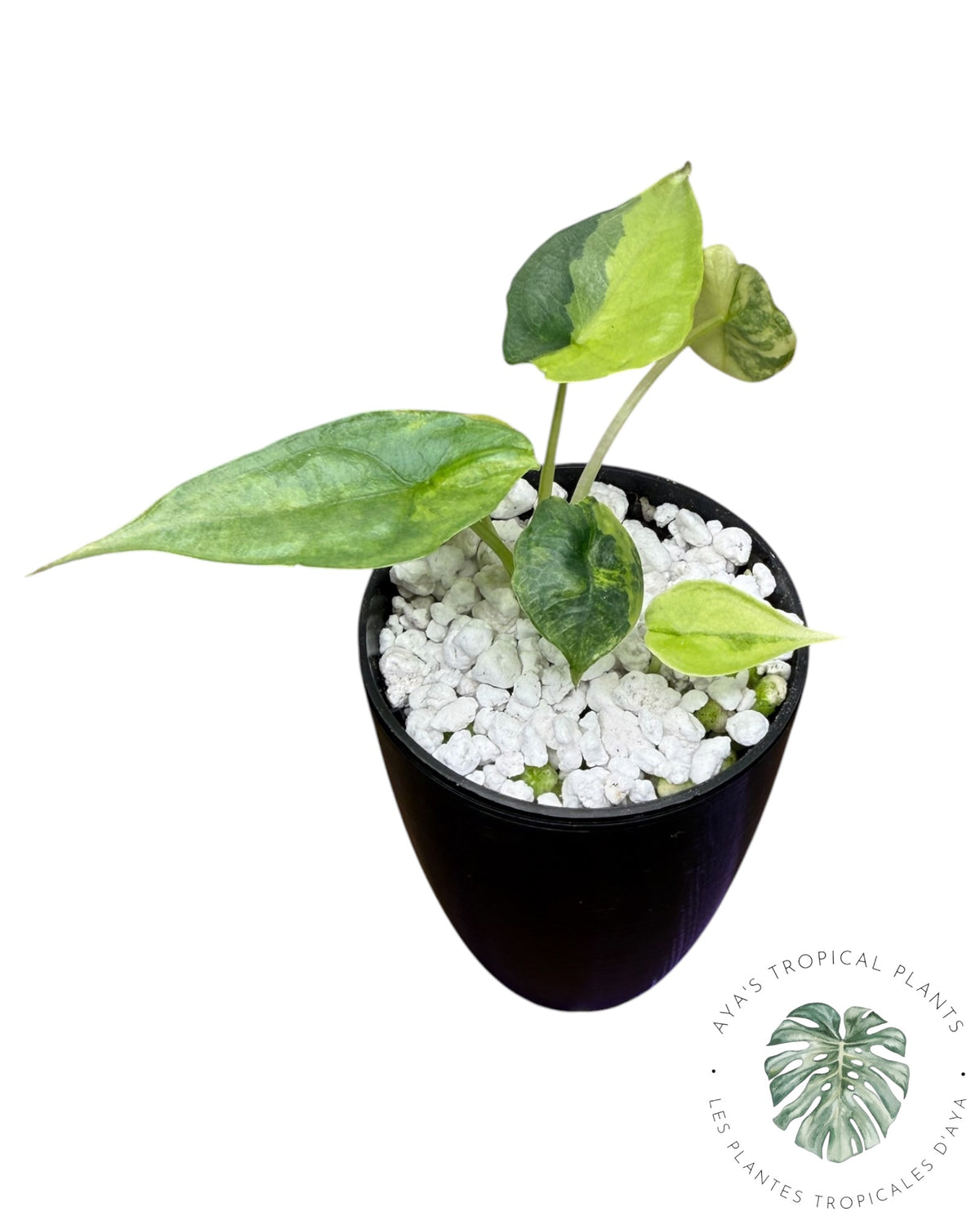Alocasia Heterophylla "Dragons Breath" Aurea Variegated