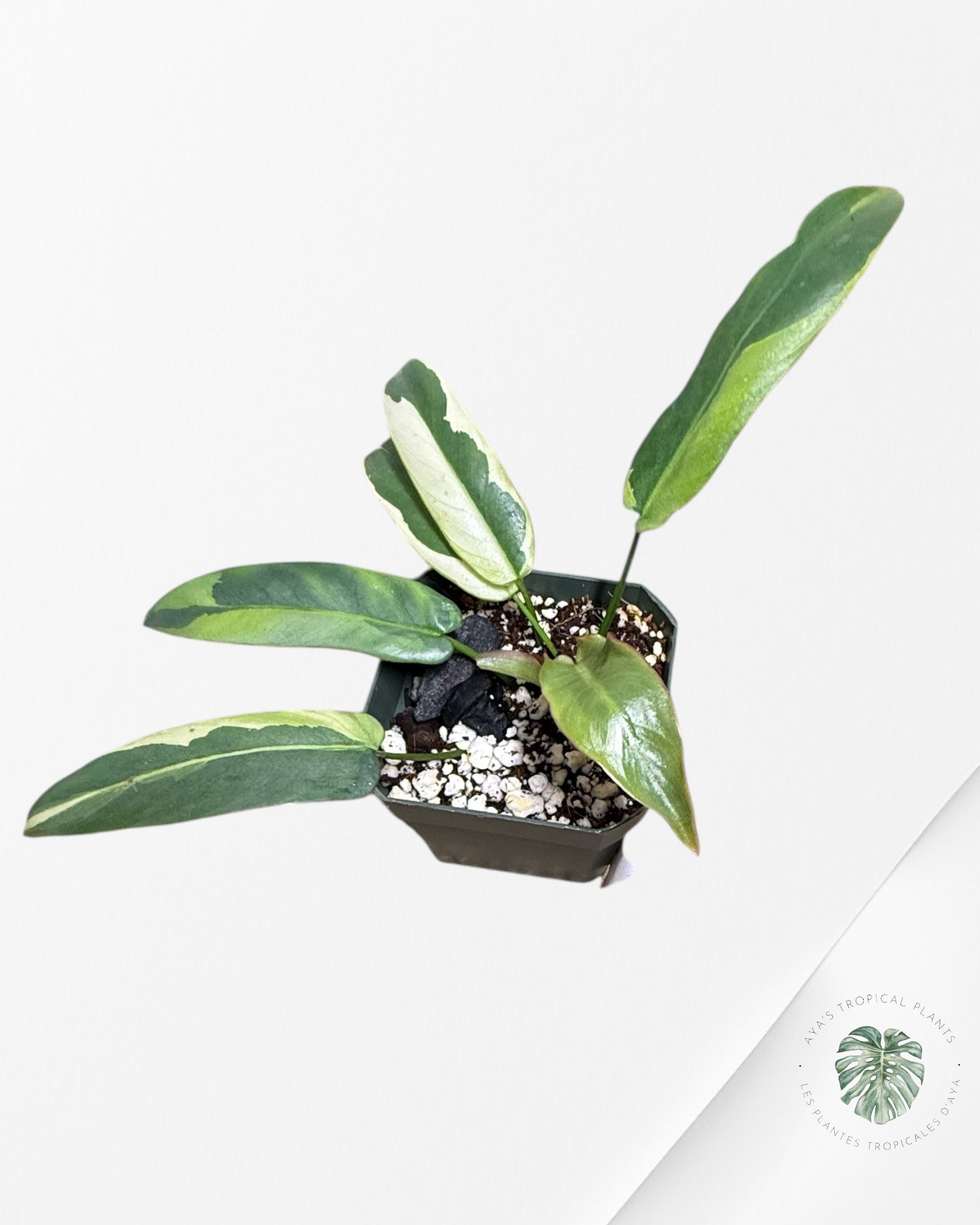 (Copie) Philodendron atabapoense variegated - F2