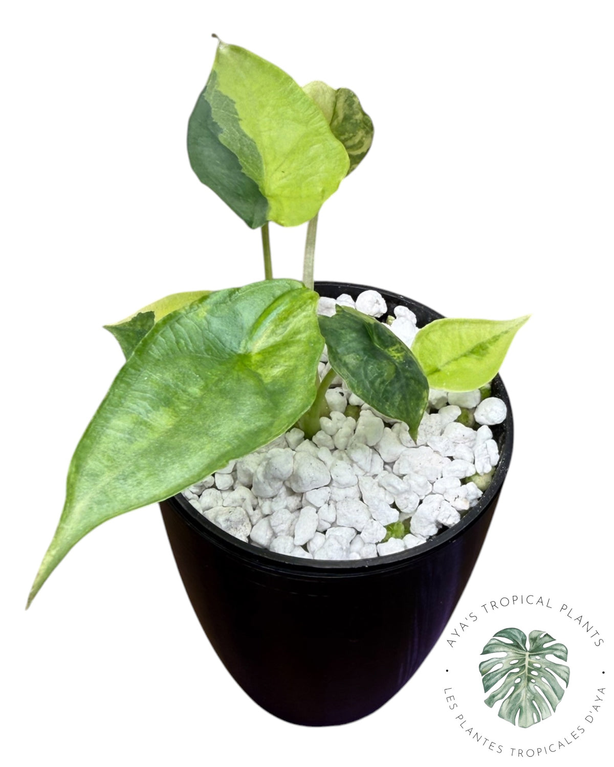 Alocasia Heterophylla "Dragons Breath" Aurea Variegated