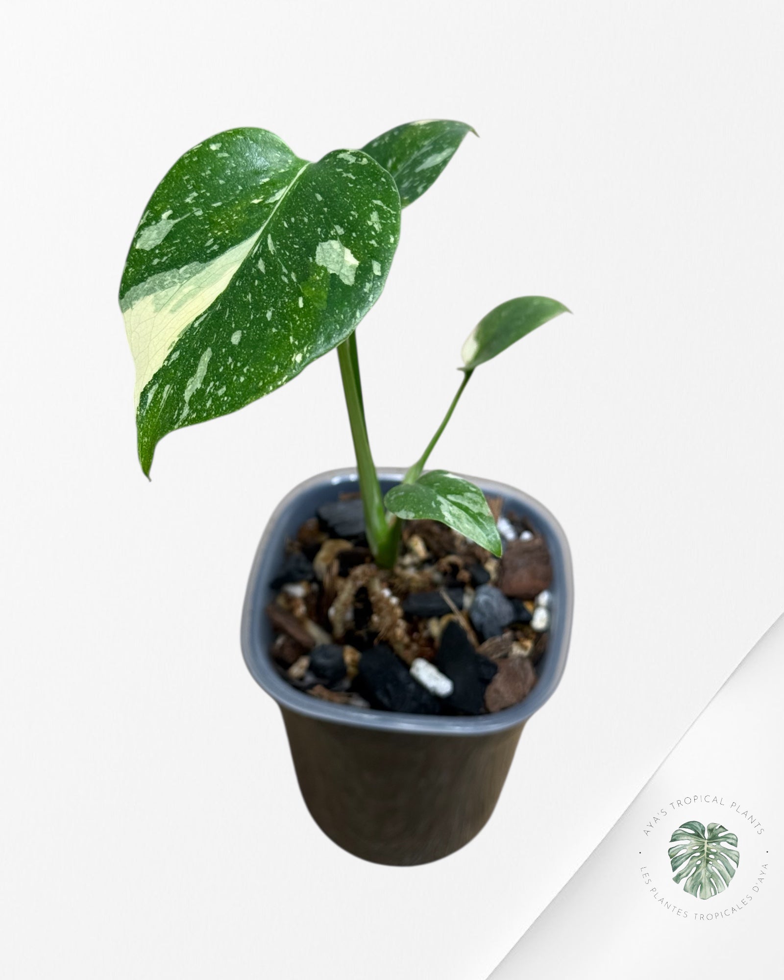 Monstera Thai Constellation Creme Brûlée