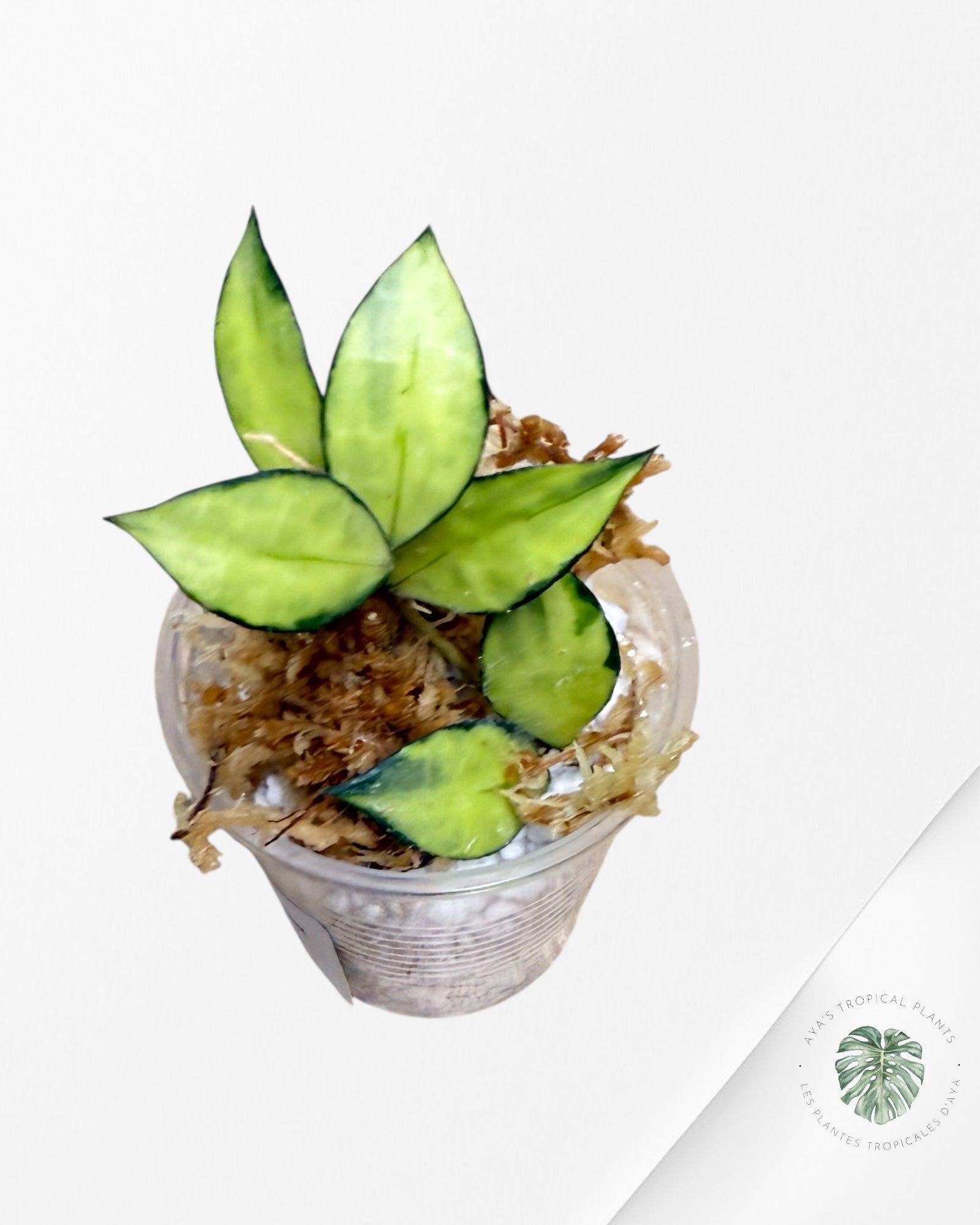 Hoya Lacunosa Souma - D