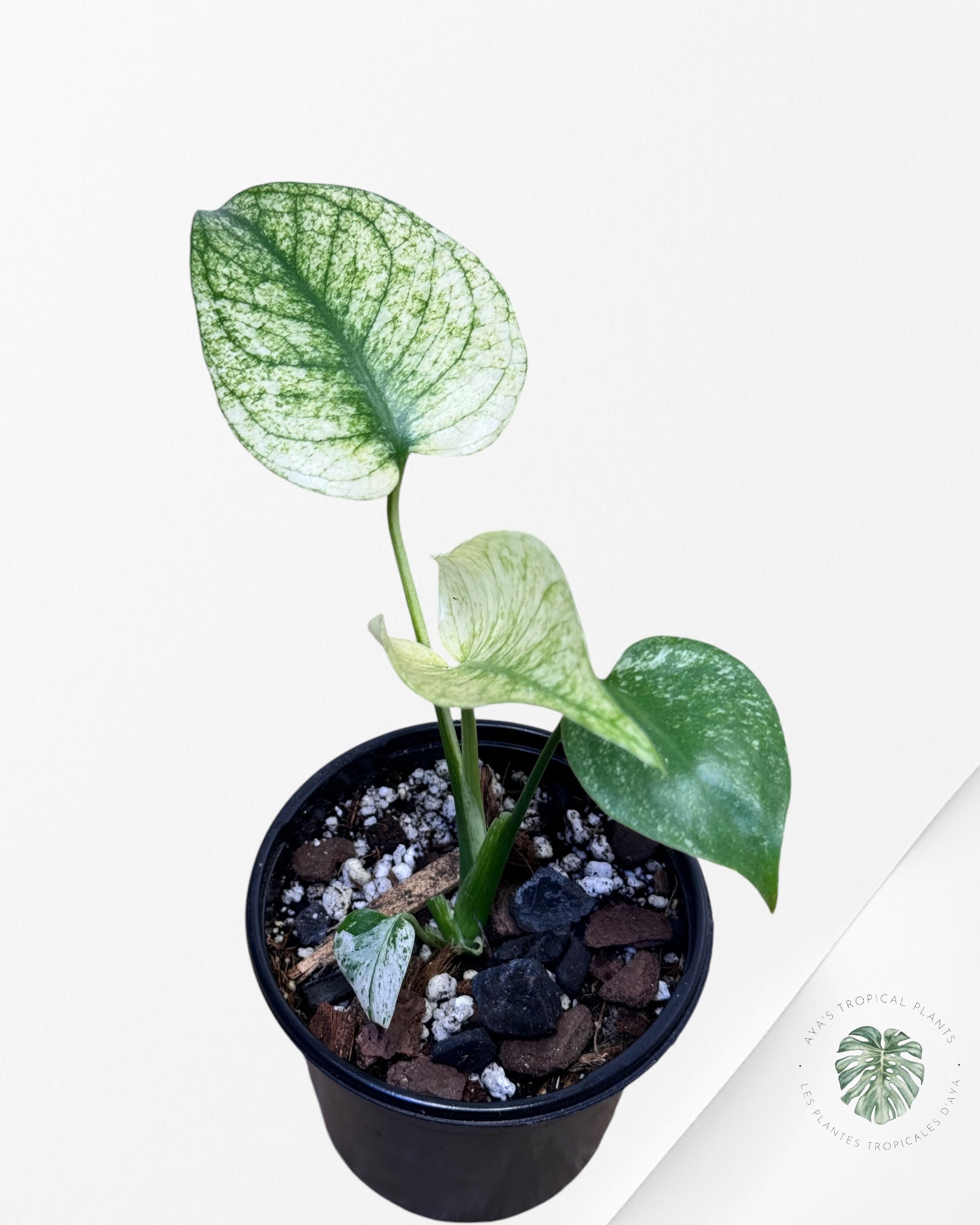 Monstera Deliciosa Mint-W