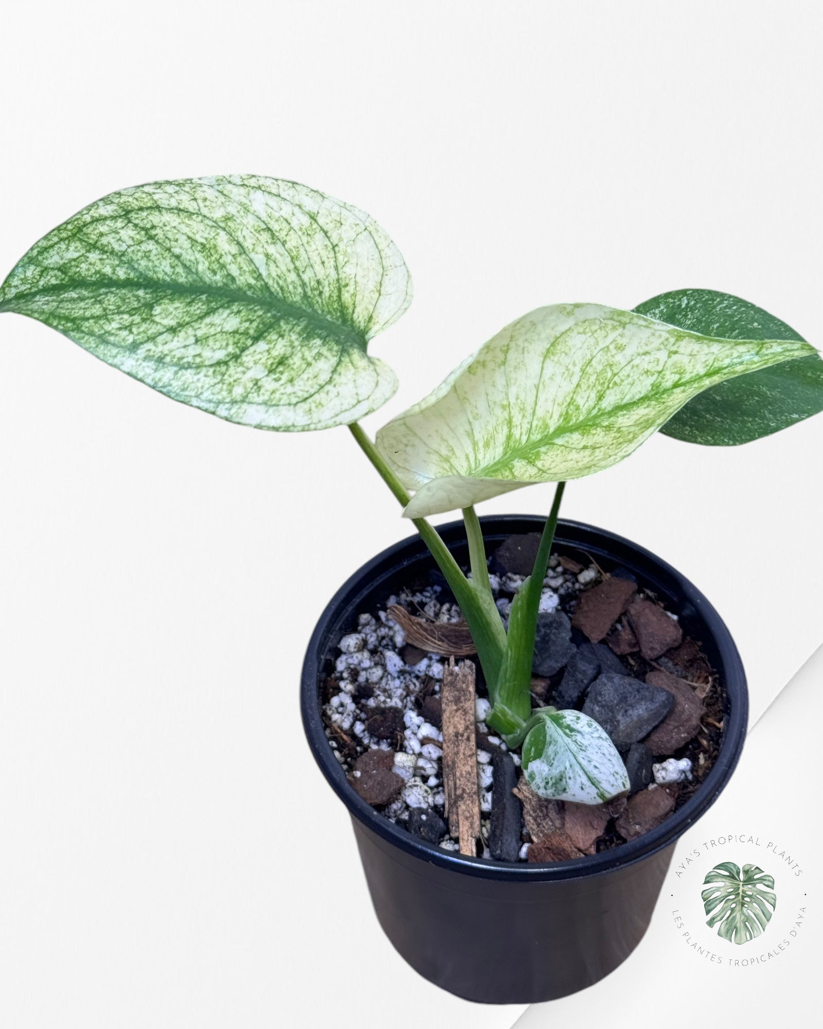 Monstera Deliciosa Mint-W