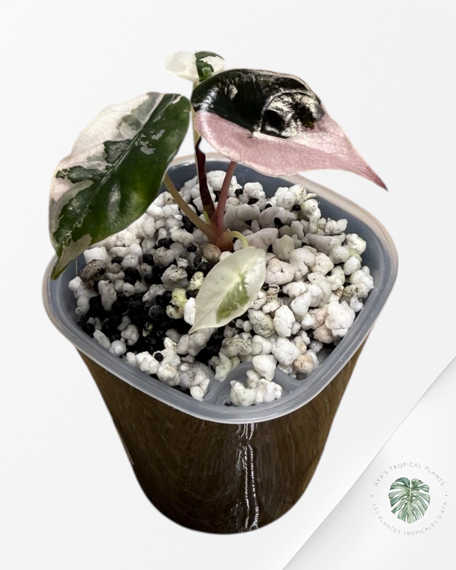 Alocasia Chantrieri Pink Variegated