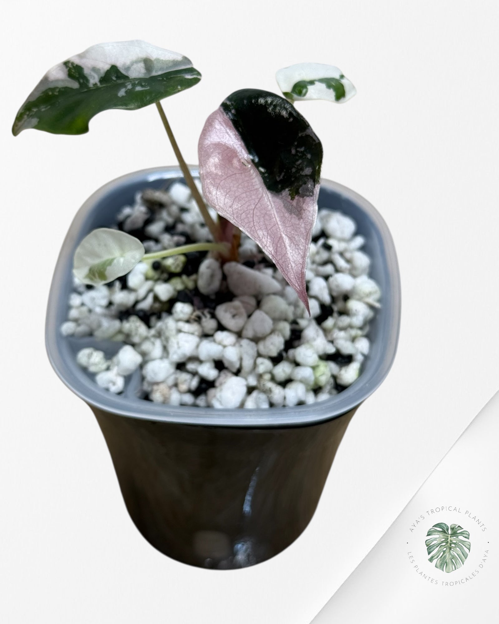 Alocasia Chantrieri Pink Variegated