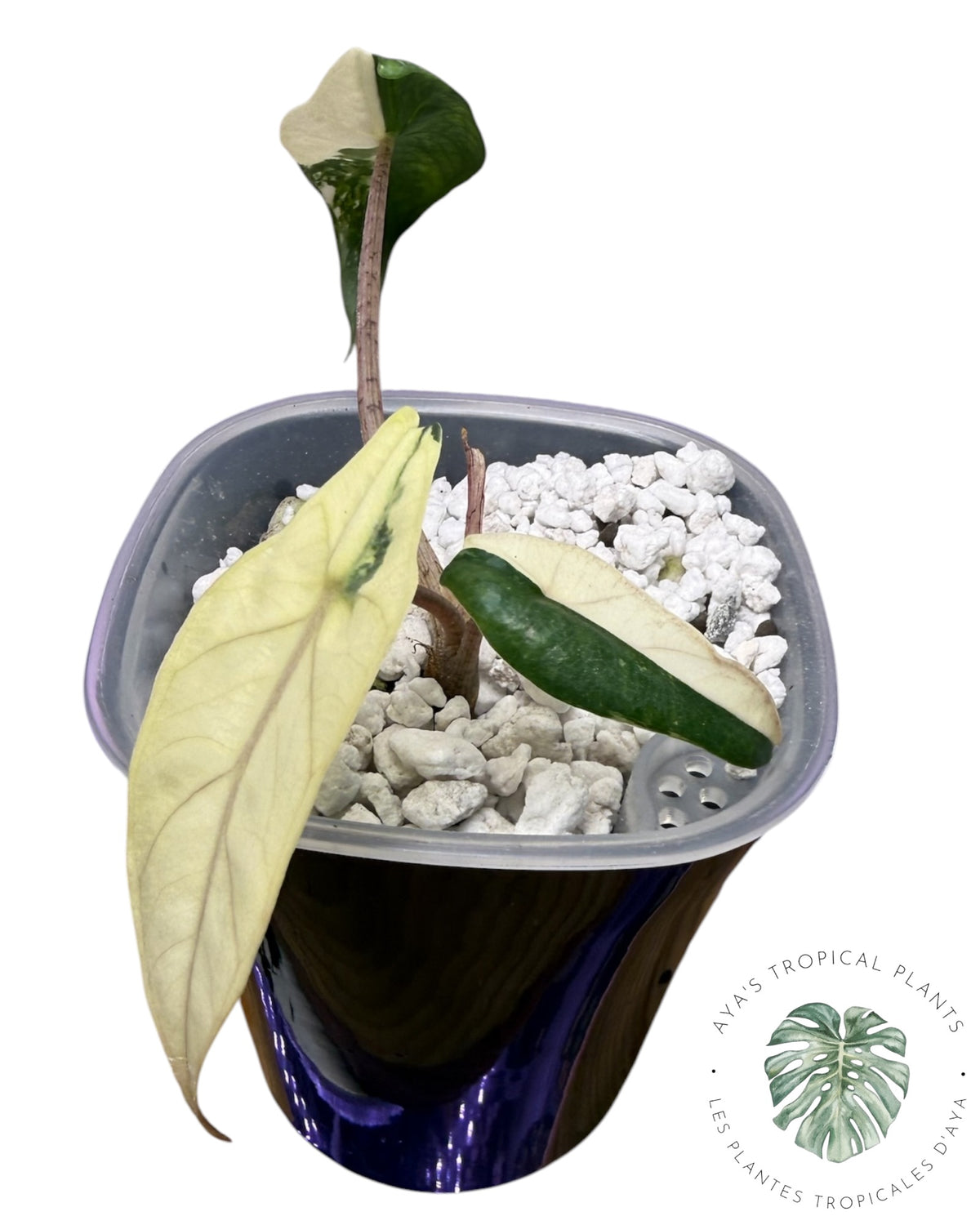 Alocasia Heterophylla Metallic Blue Albo