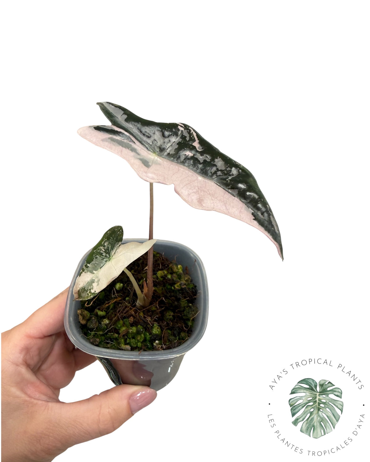 Alocasia Nobilis Panaché Rose