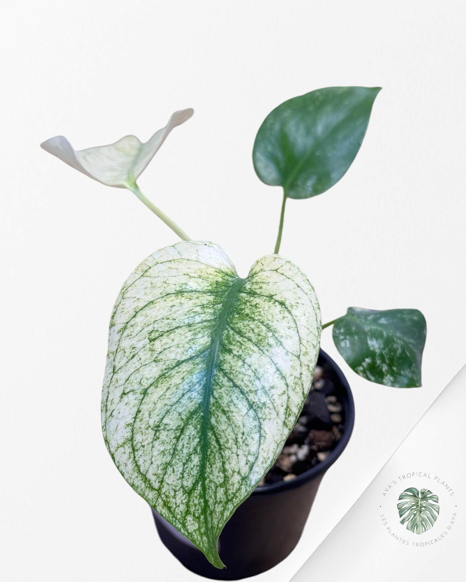 Monstera Deliciosa Mint-3