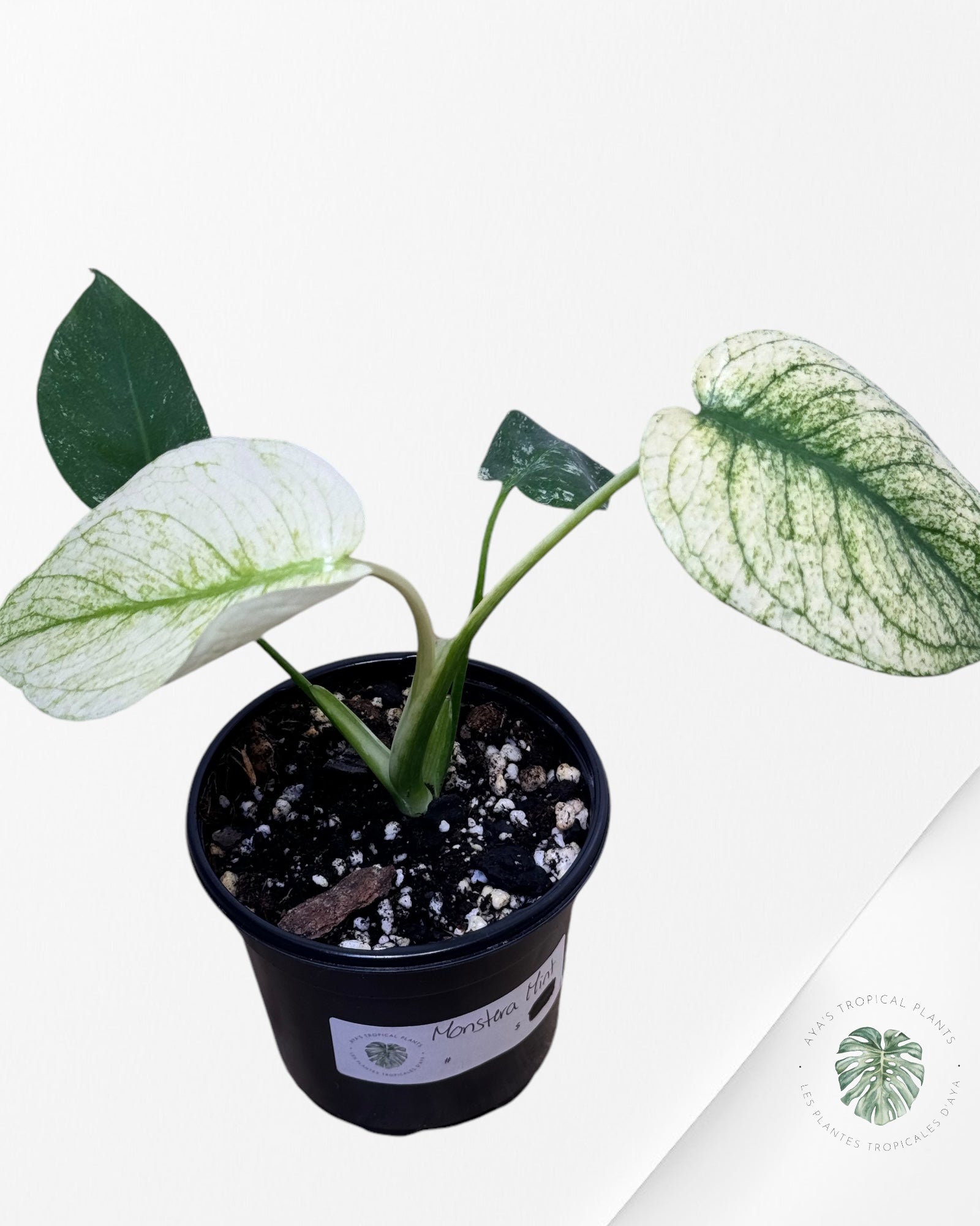 Monstera Deliciosa Mint-3