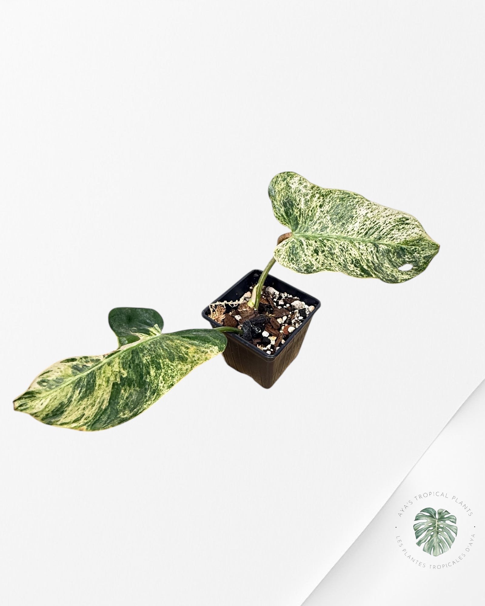 Philodendron Emerald Ice - 1