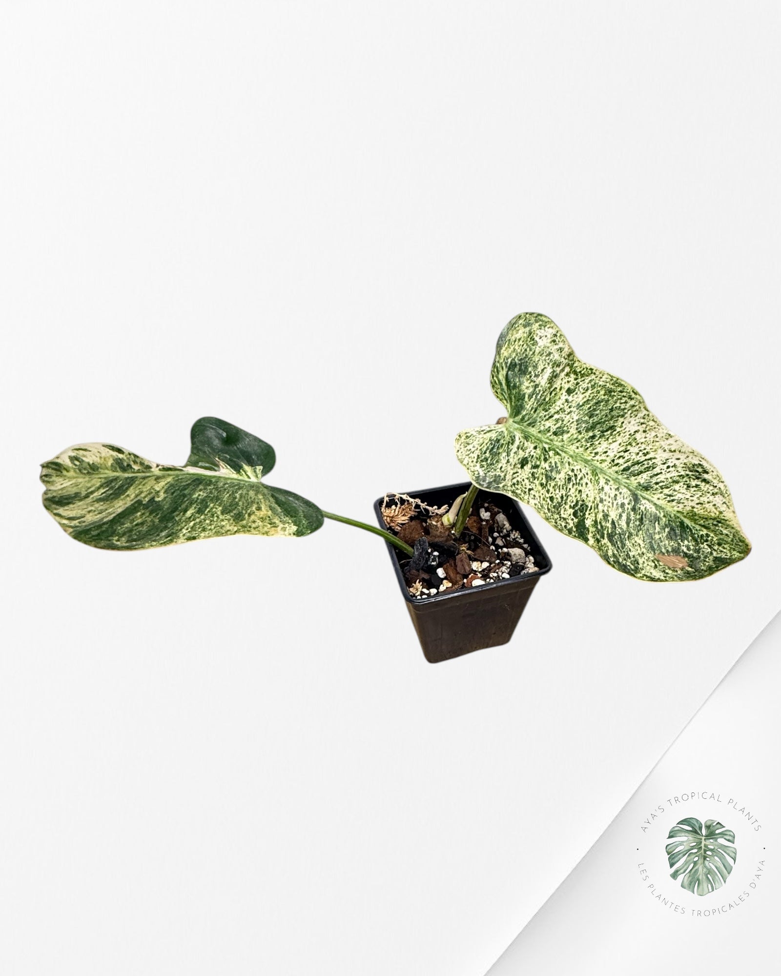 Philodendron Emerald Ice - 1