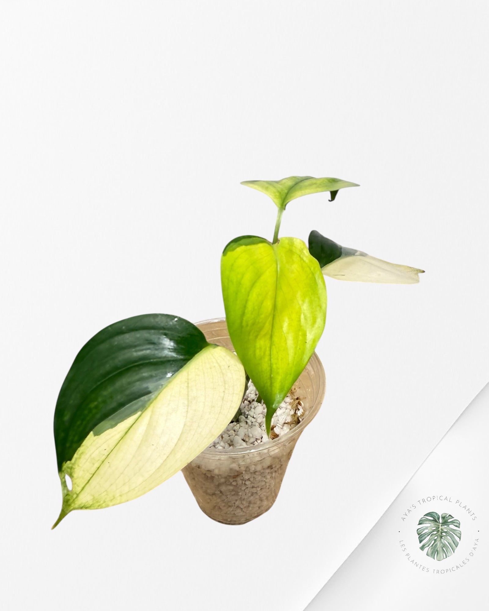 Scindapsus Blue Albo-QQ