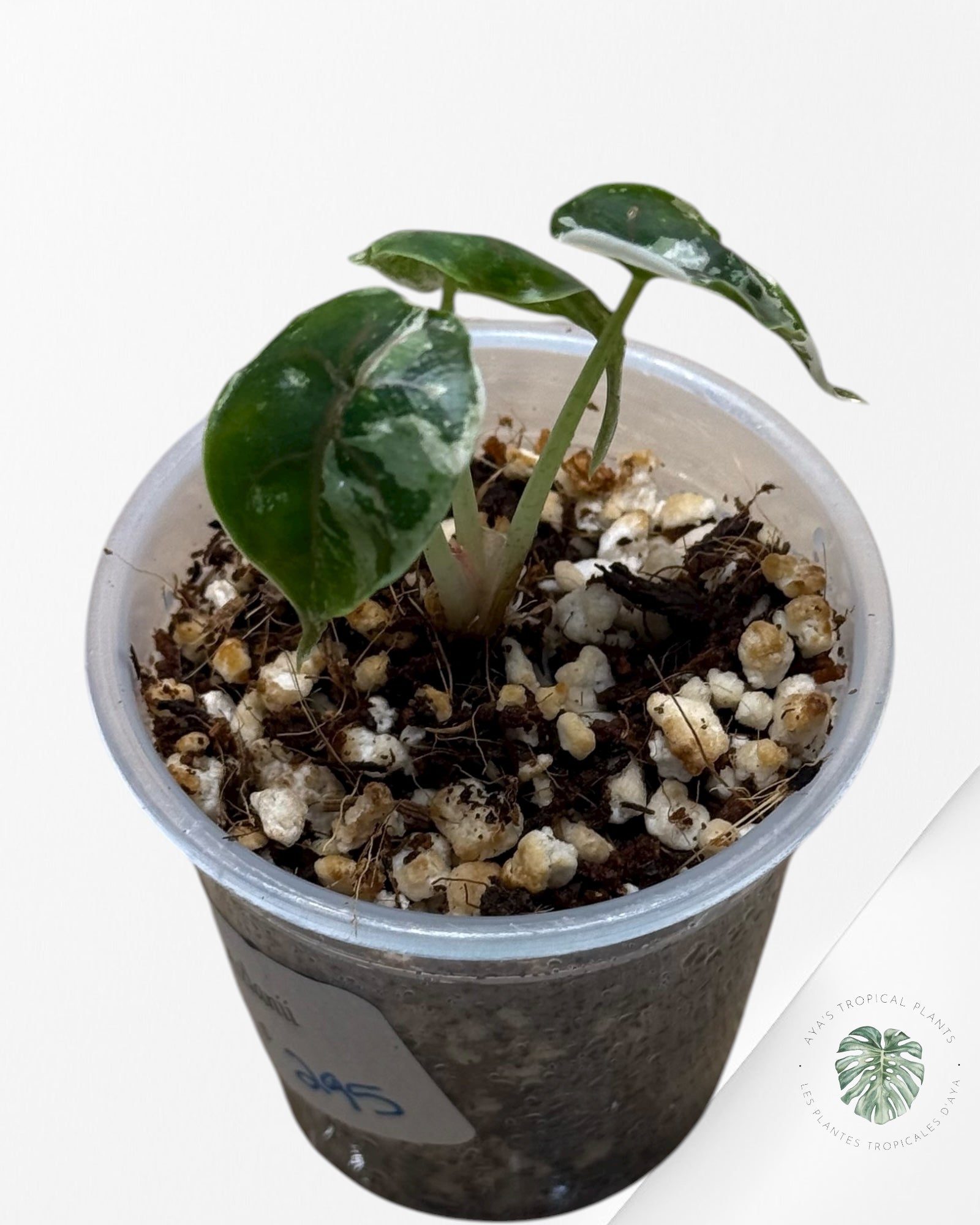 Azlanii Variegated Pink| Rare TC Plant| Aya's Tropical Plants