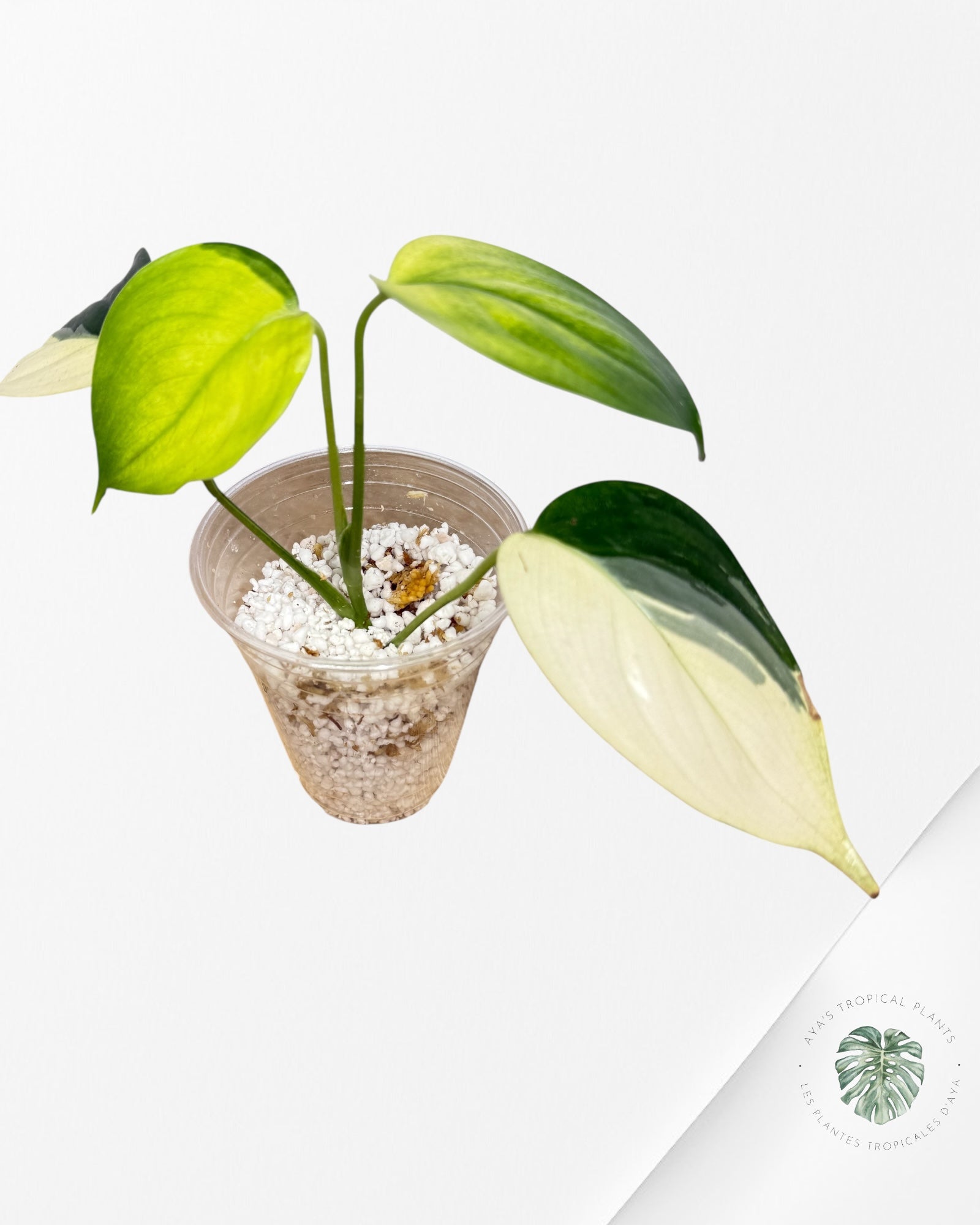Scindapsus Blue Albo-QQ