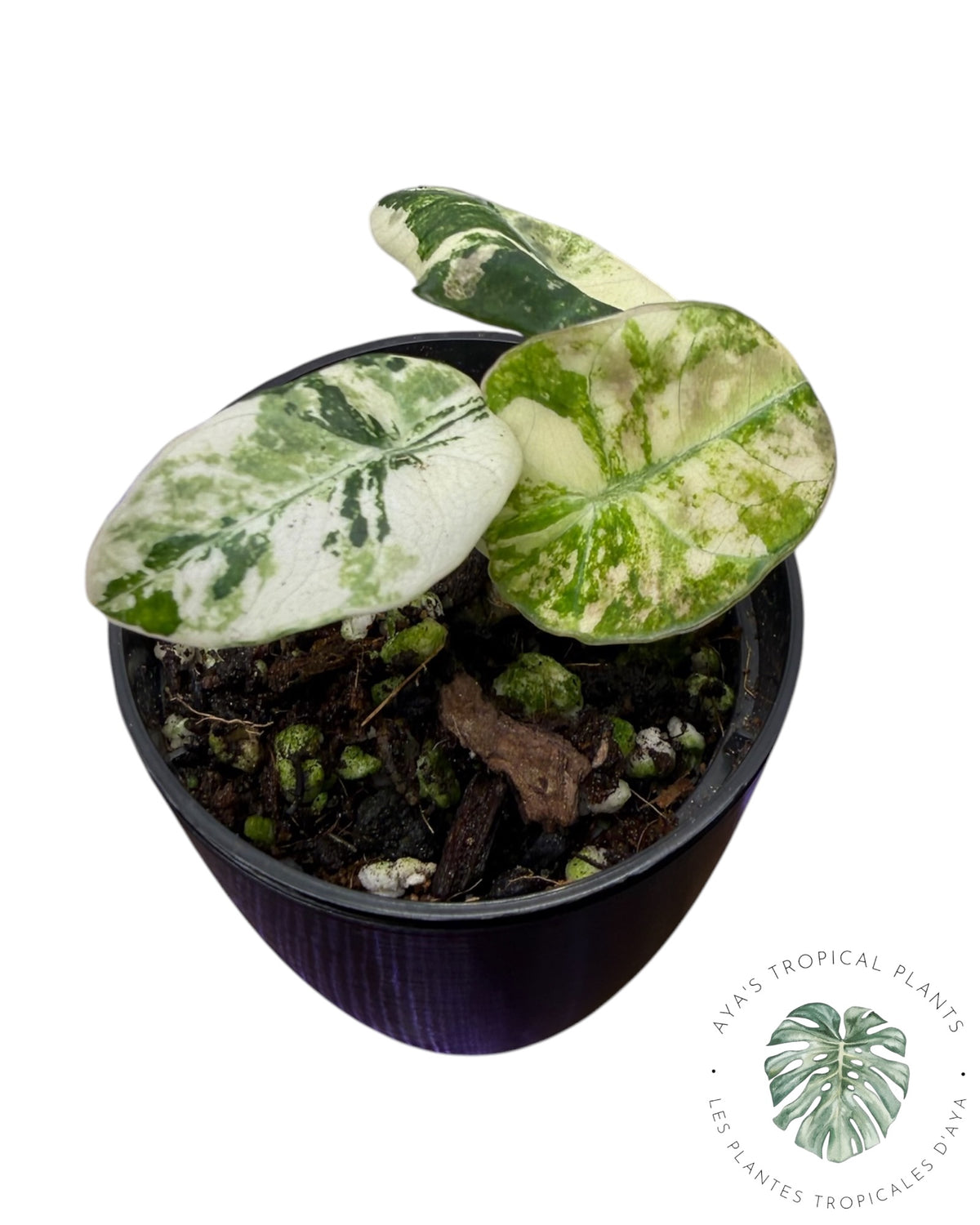 Alocasia Black Velvet Pink