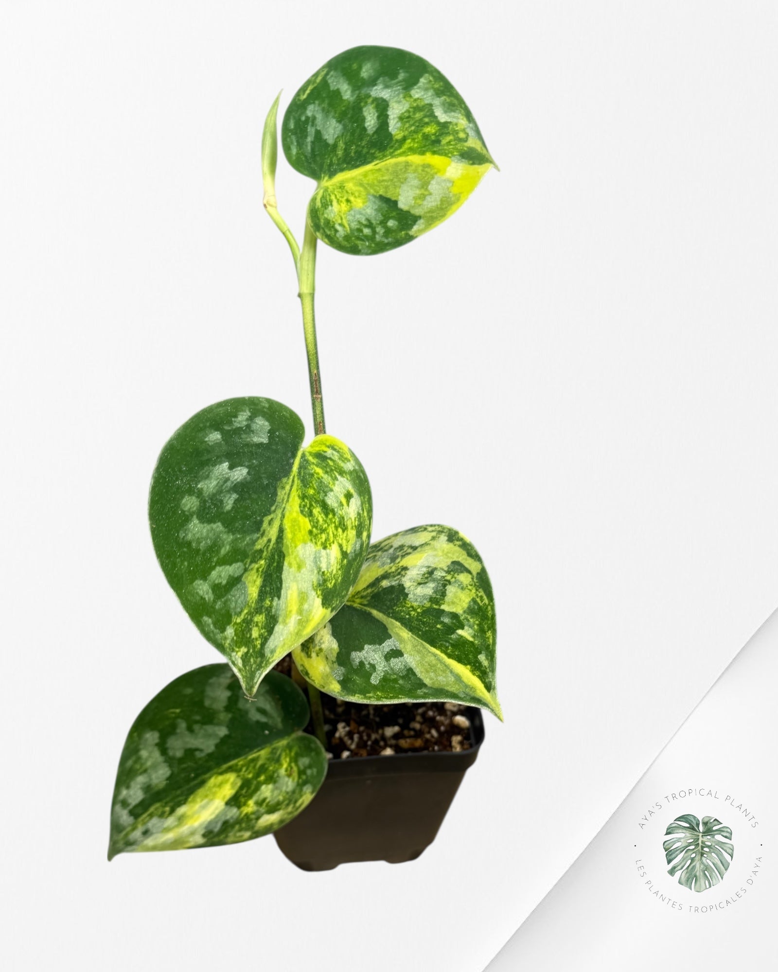 Scindapsus Bakudapati Variegated - 0