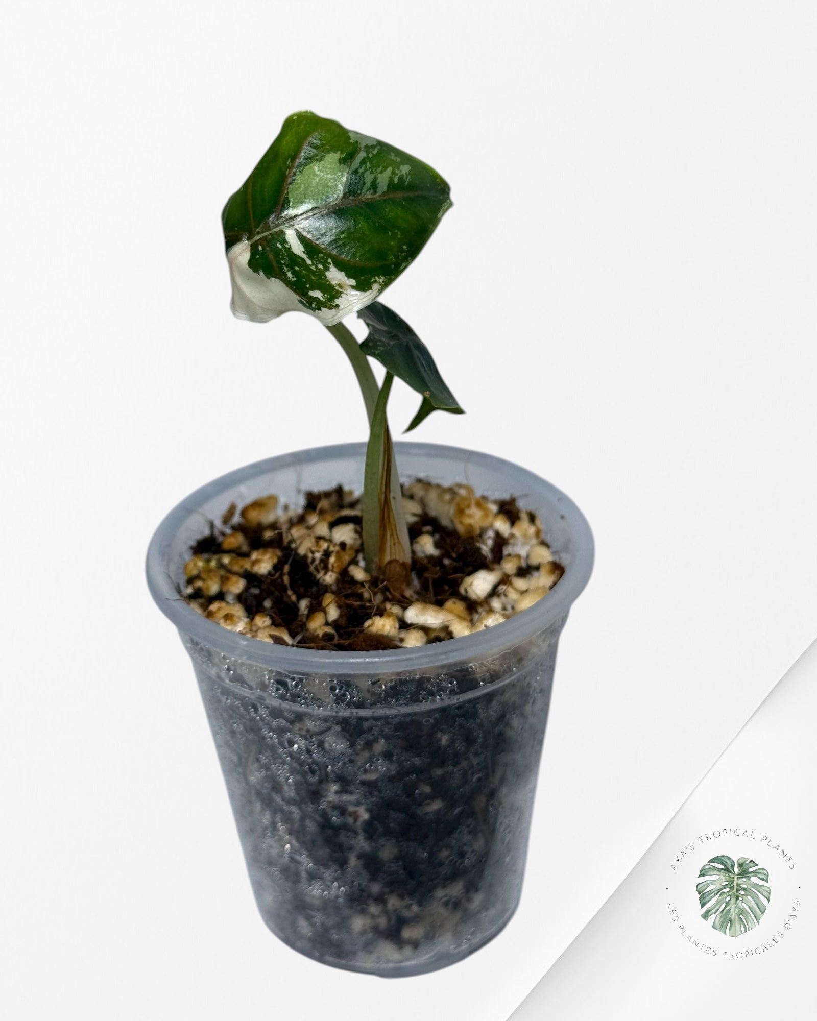 Alocasia Azlanii Variegated Pink| Rare TC Plant| Aya's Tropical Plants