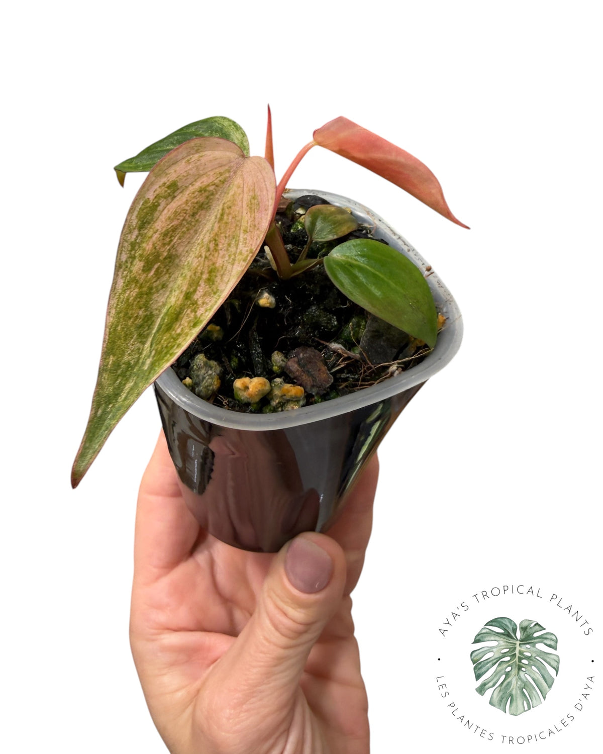 Philodendron Pink Micans Menthe