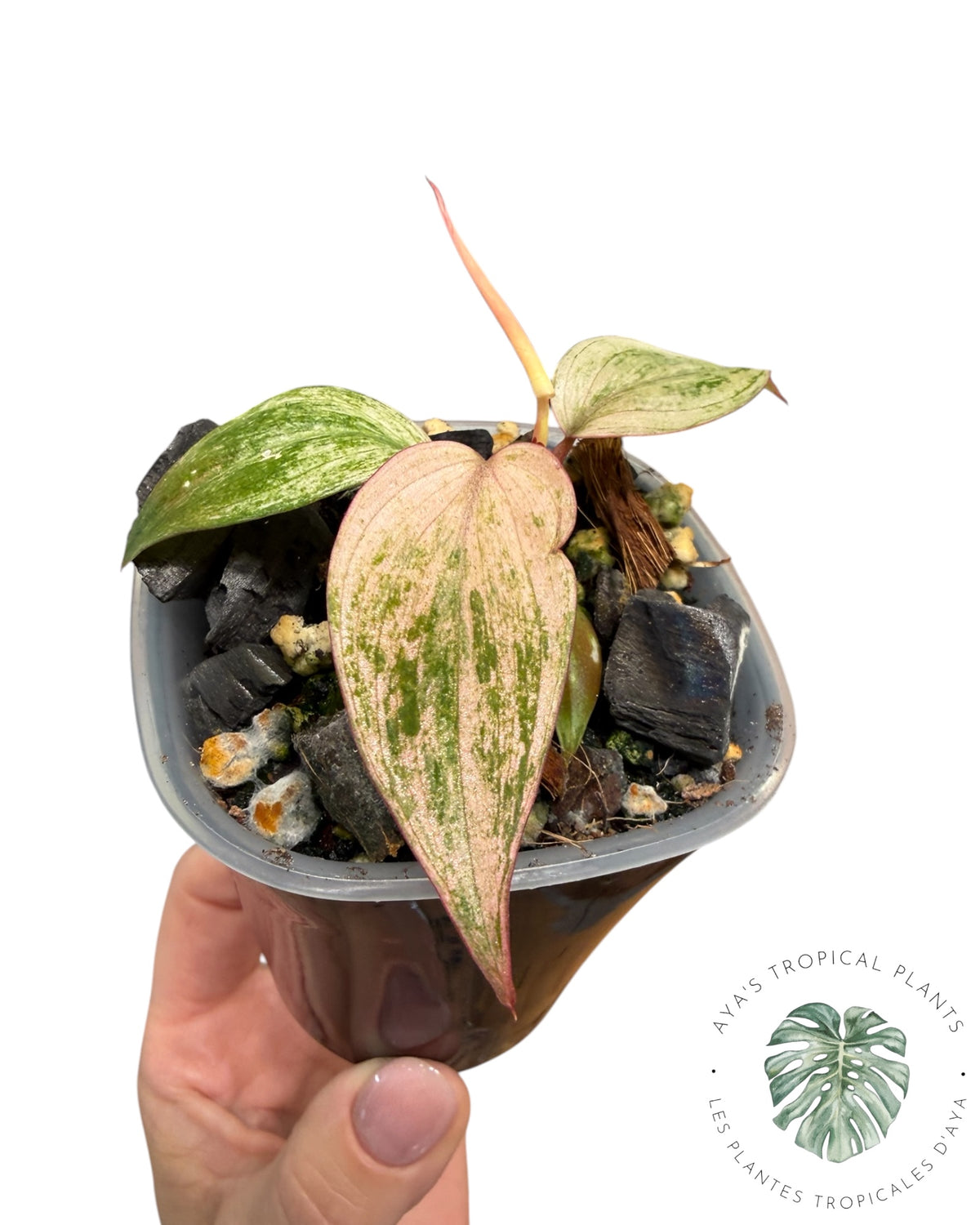 Philodendron Pink Micans Menthe