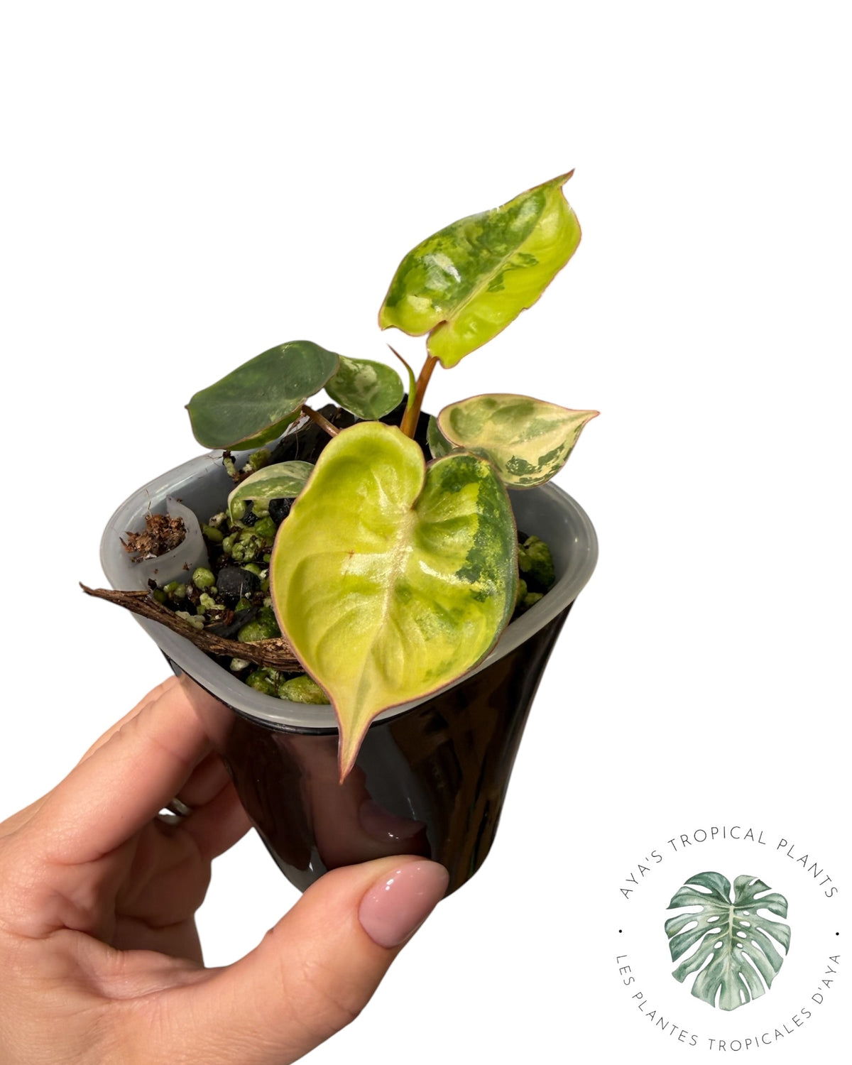 Philodendron Billietiae Variegated