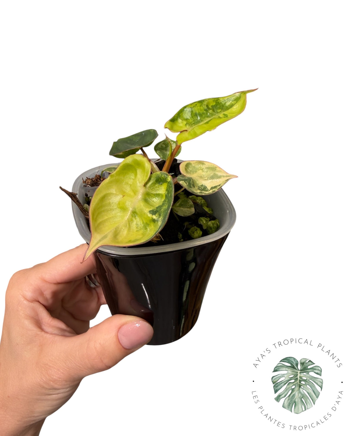 Philodendron Billietiae Variegated