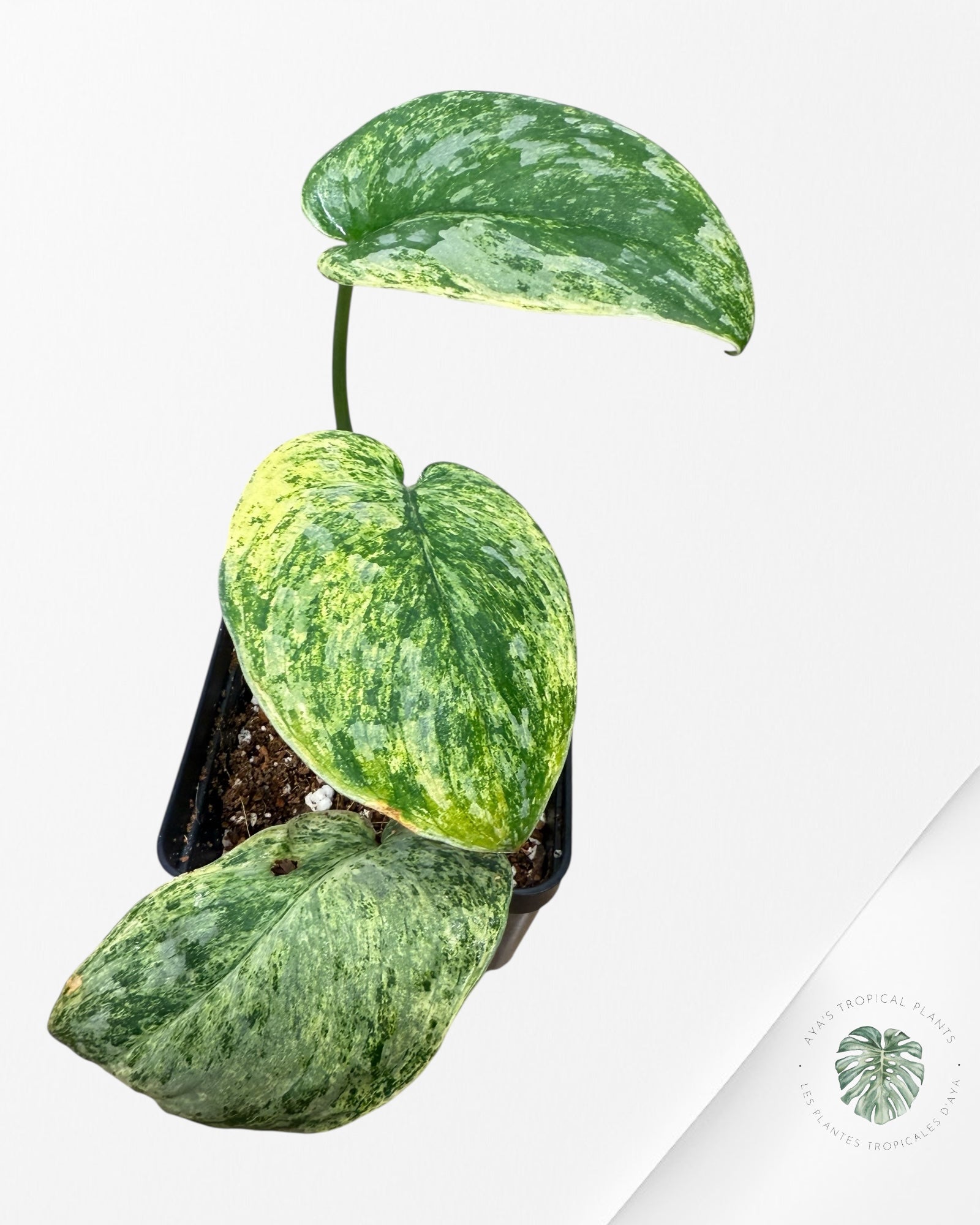 Scindapsus Tembaga-FF