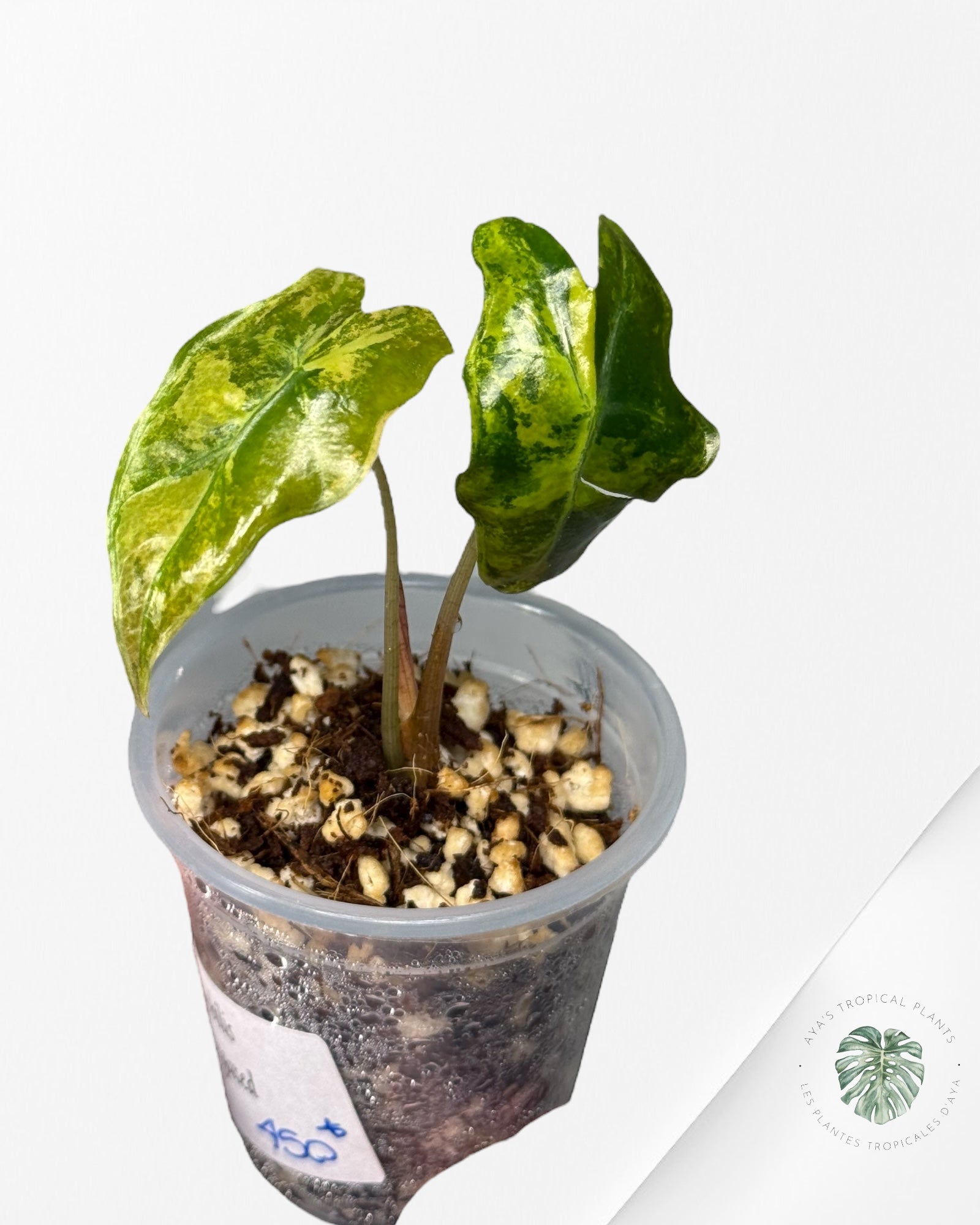 Alocasia Nobilis Variegated Aurea| Rare TC Plant| Aya's Tropical Plants