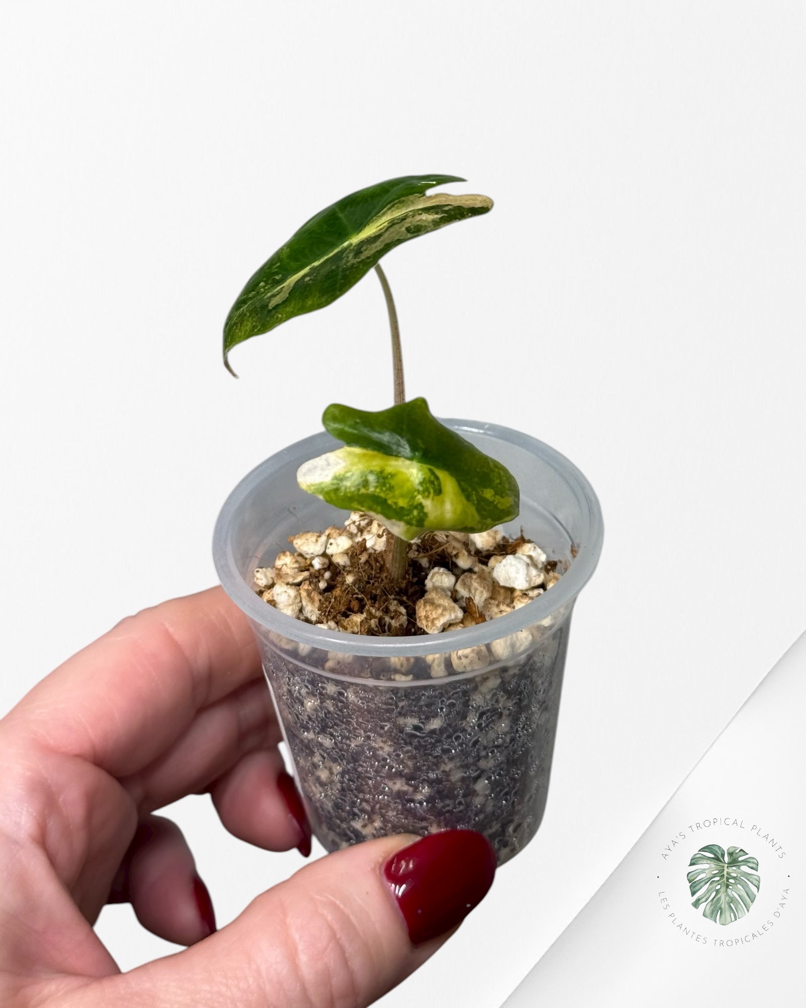 Alocasia Nobilis Variegated Aurea| Rare TC Plant| Aya's Tropical Plants