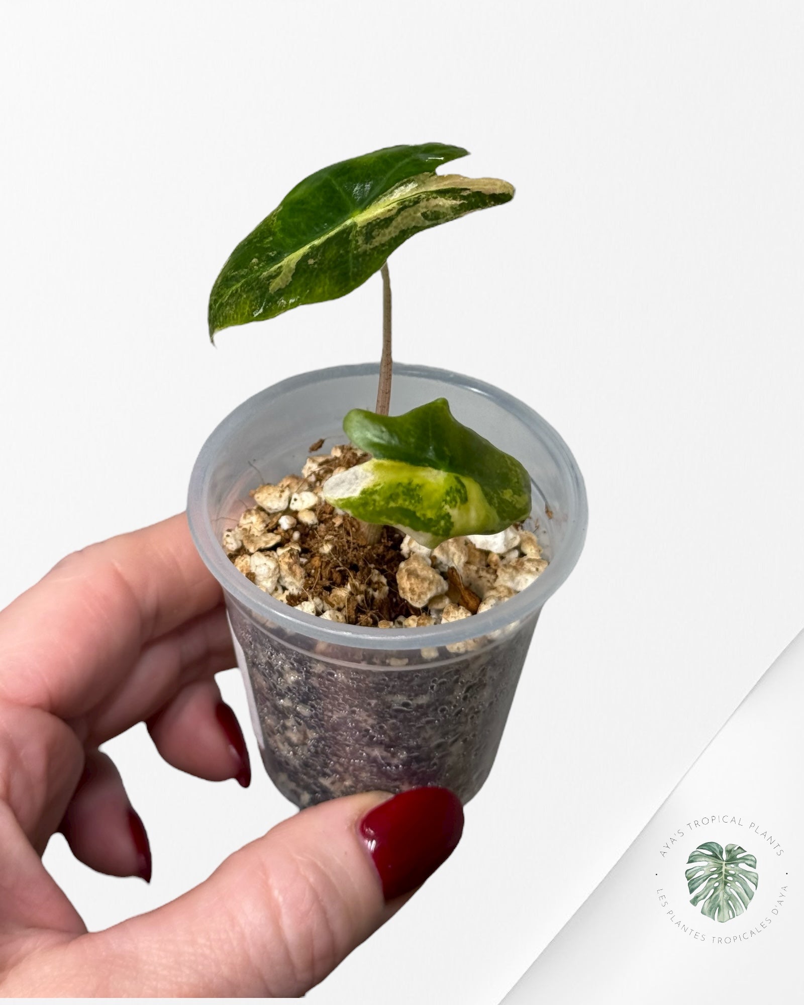 Alocasia Nobilis Variegated Aurea| Rare TC Plant| Aya's Tropical Plants