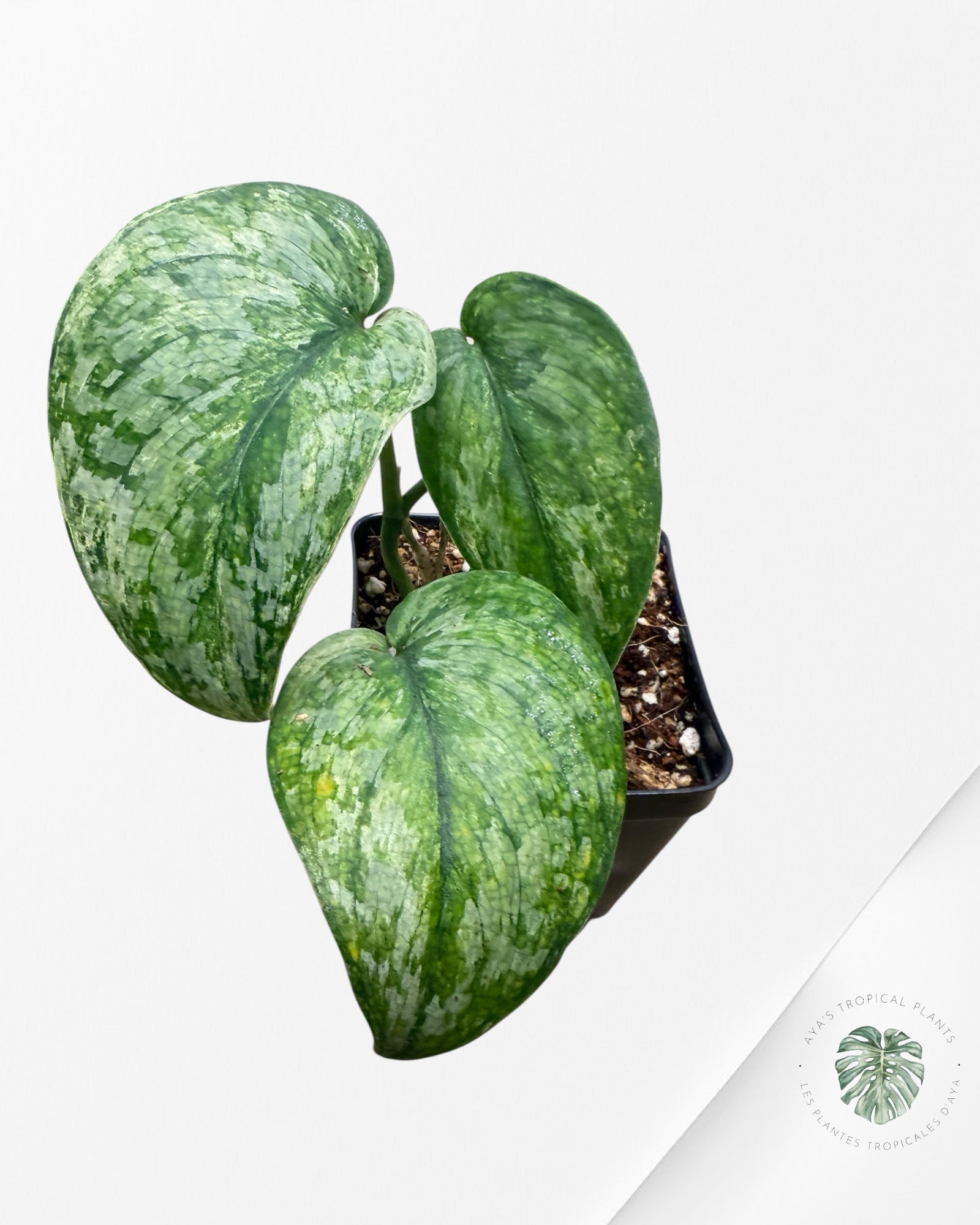 Scindapsus Exotica Tricolor - SET