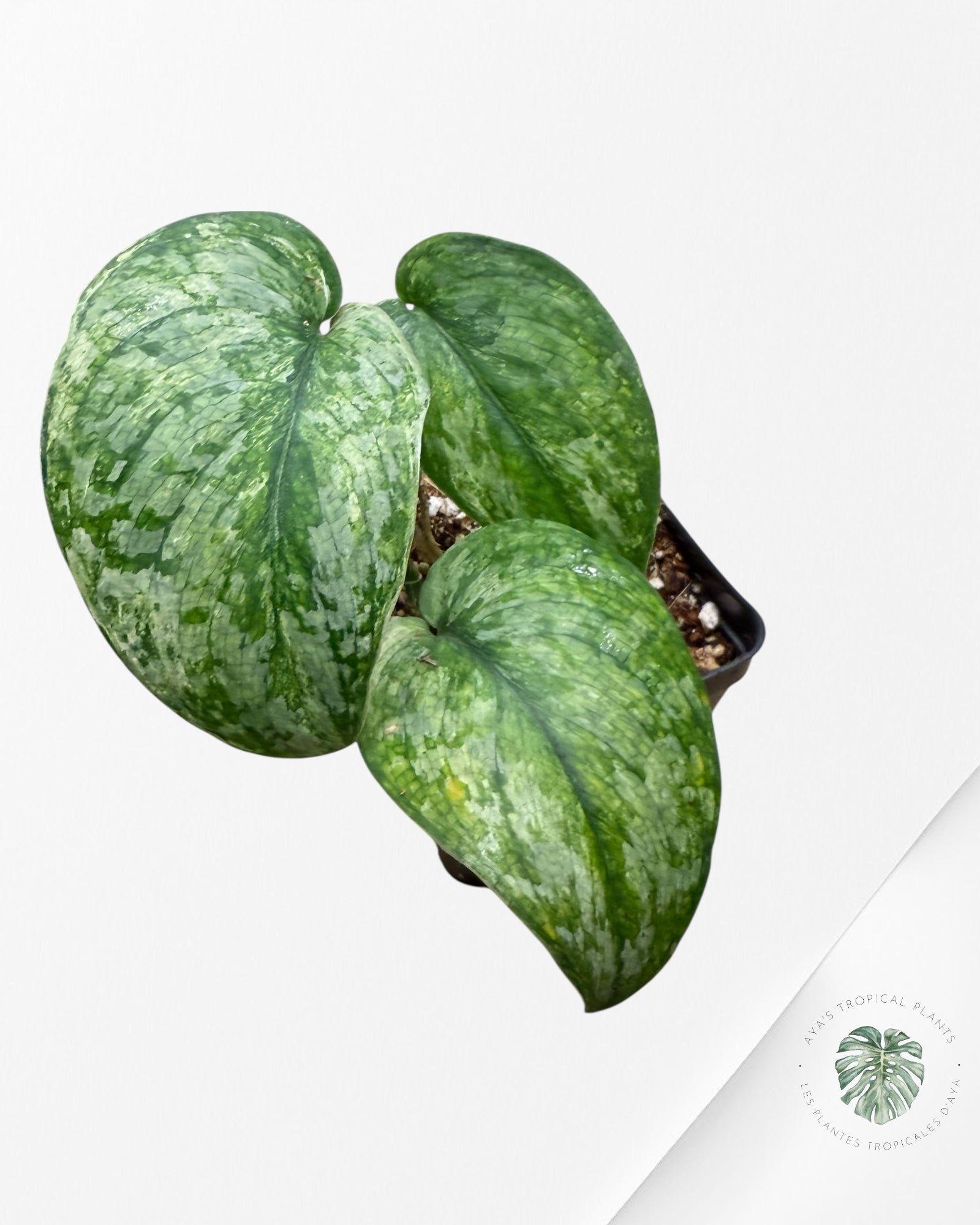 Scindapsus Exotica Tricolor - SET