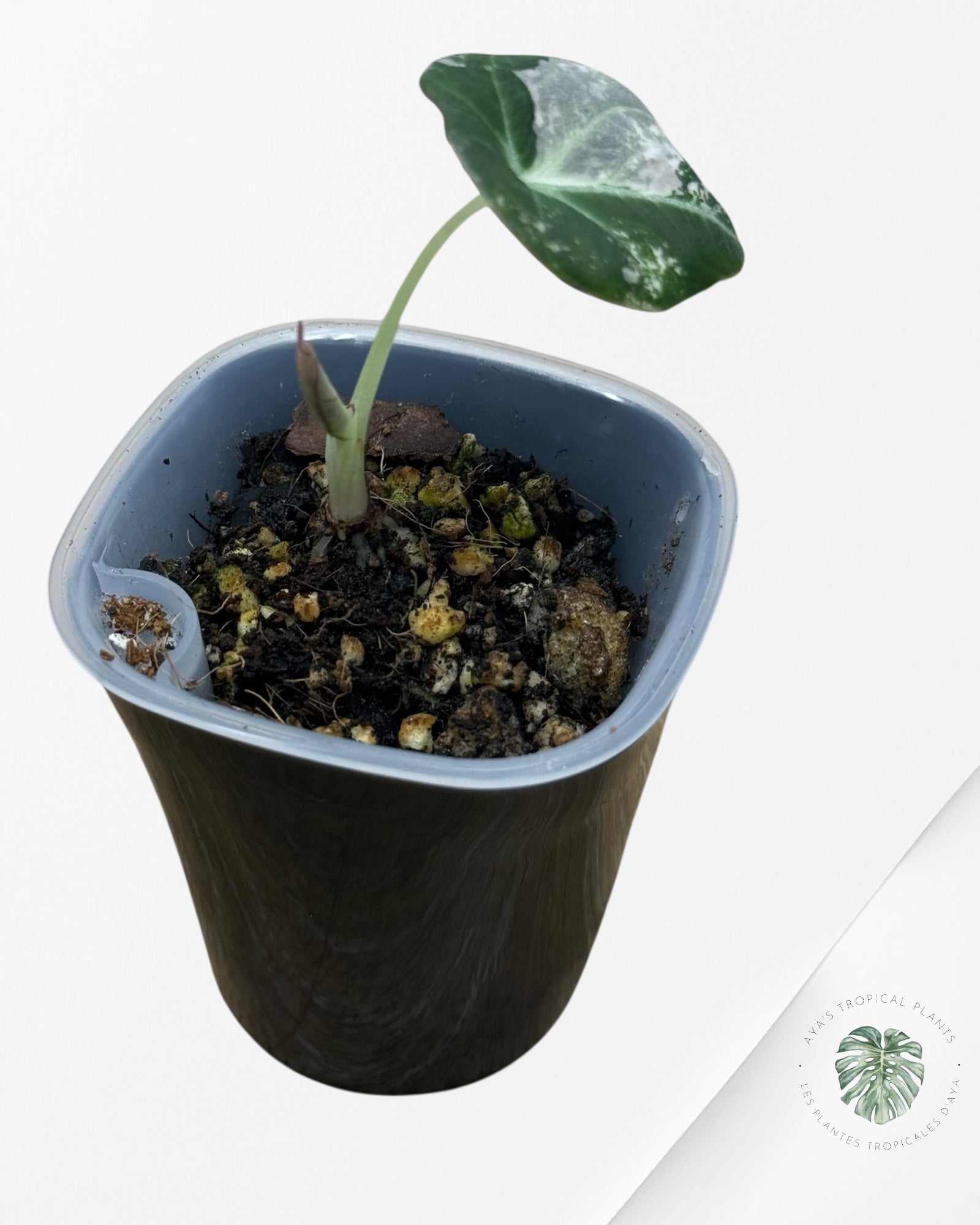 Alocasia Black Velvet Pink Variegated