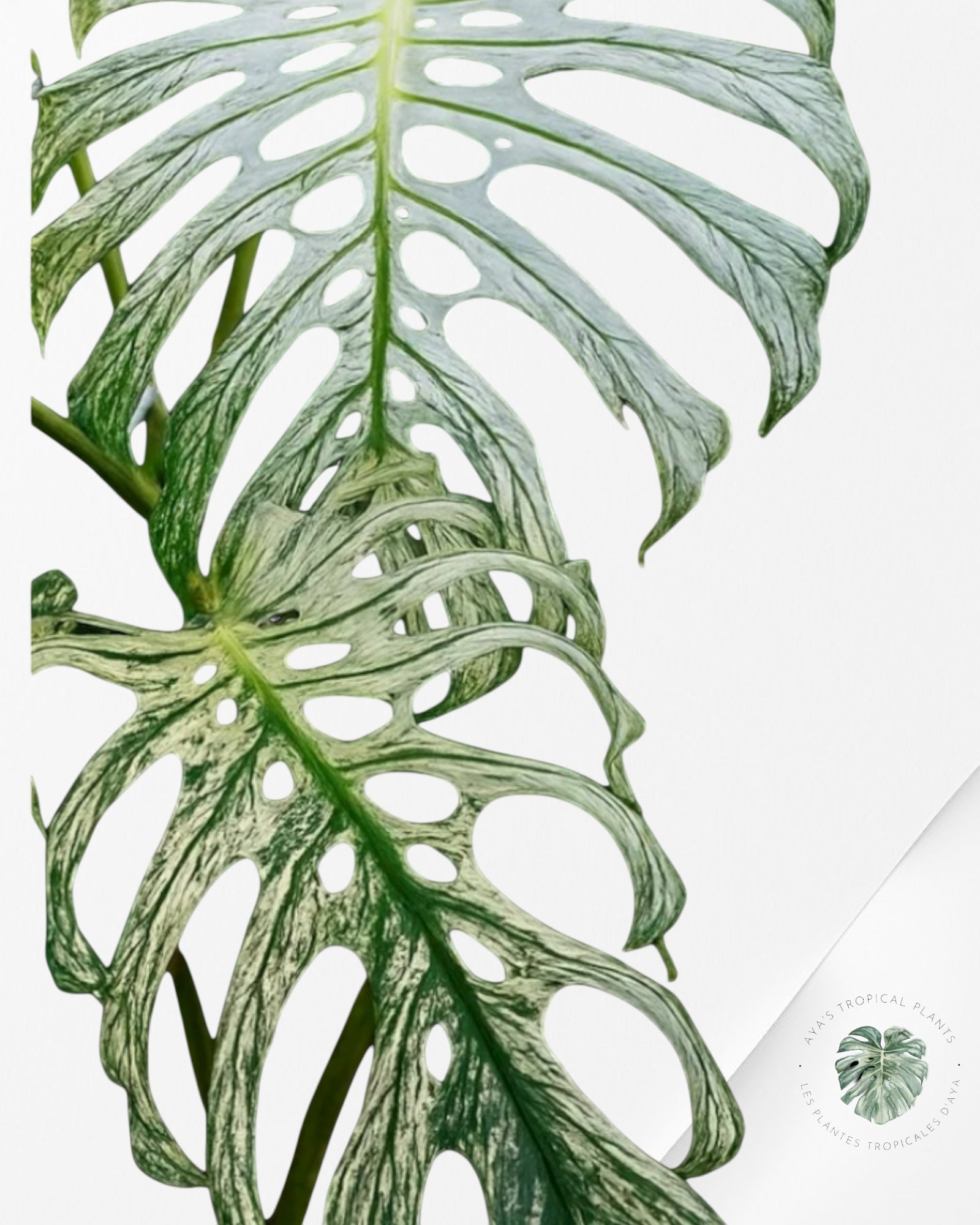 Monstera Devil Monster|Rare Aroid| Aya’s Tropical Plants