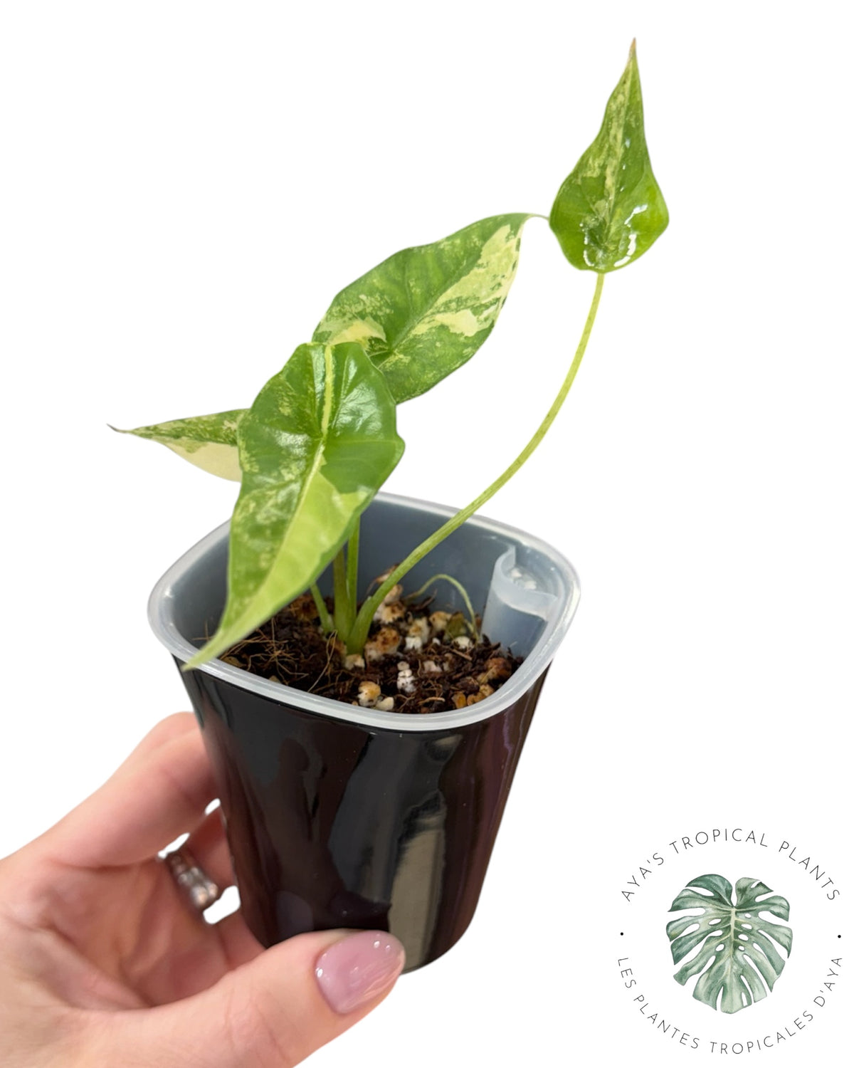 Alocasia Simpo Aurea Variégata
