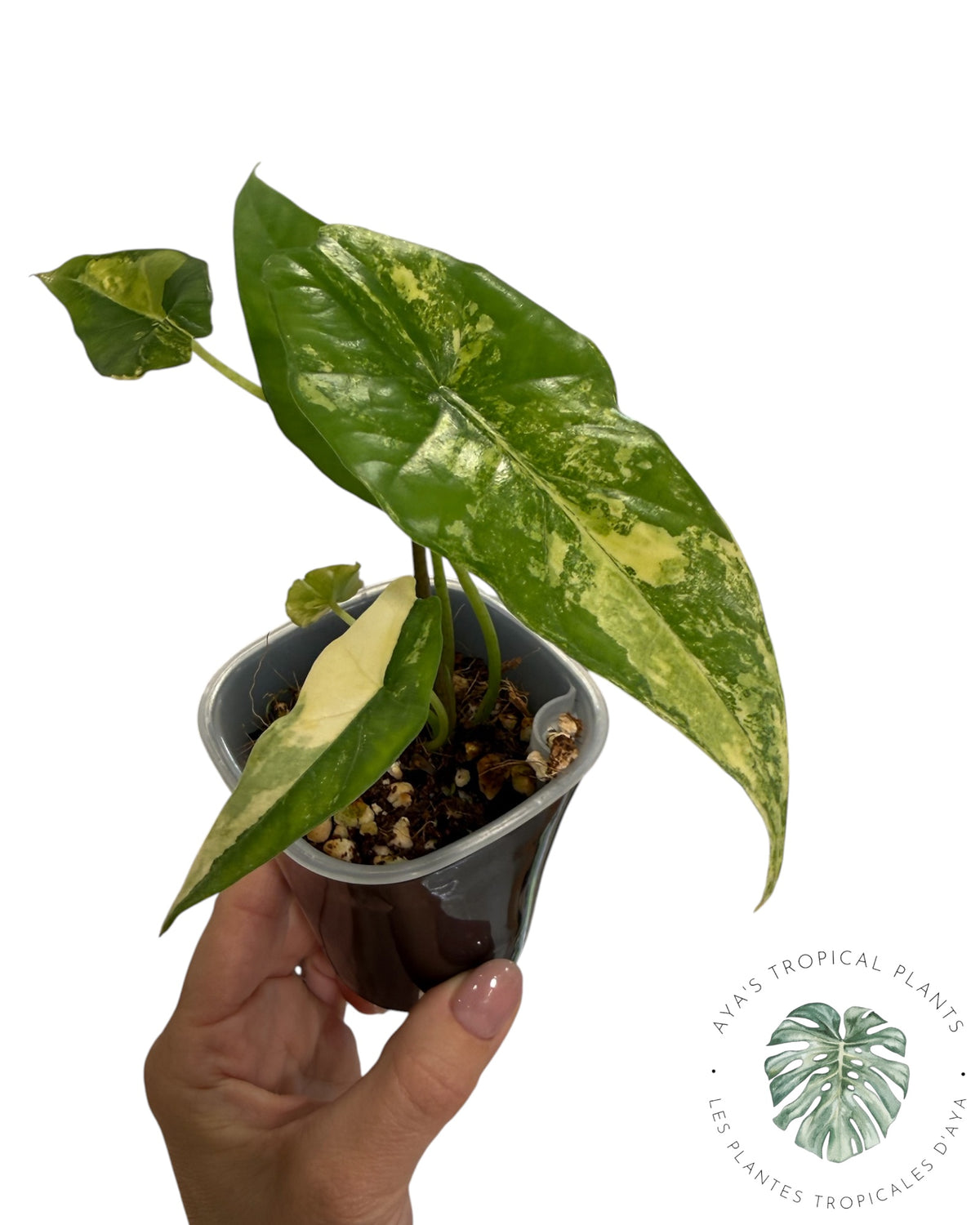Alocasia Simpo Aurea Variégata