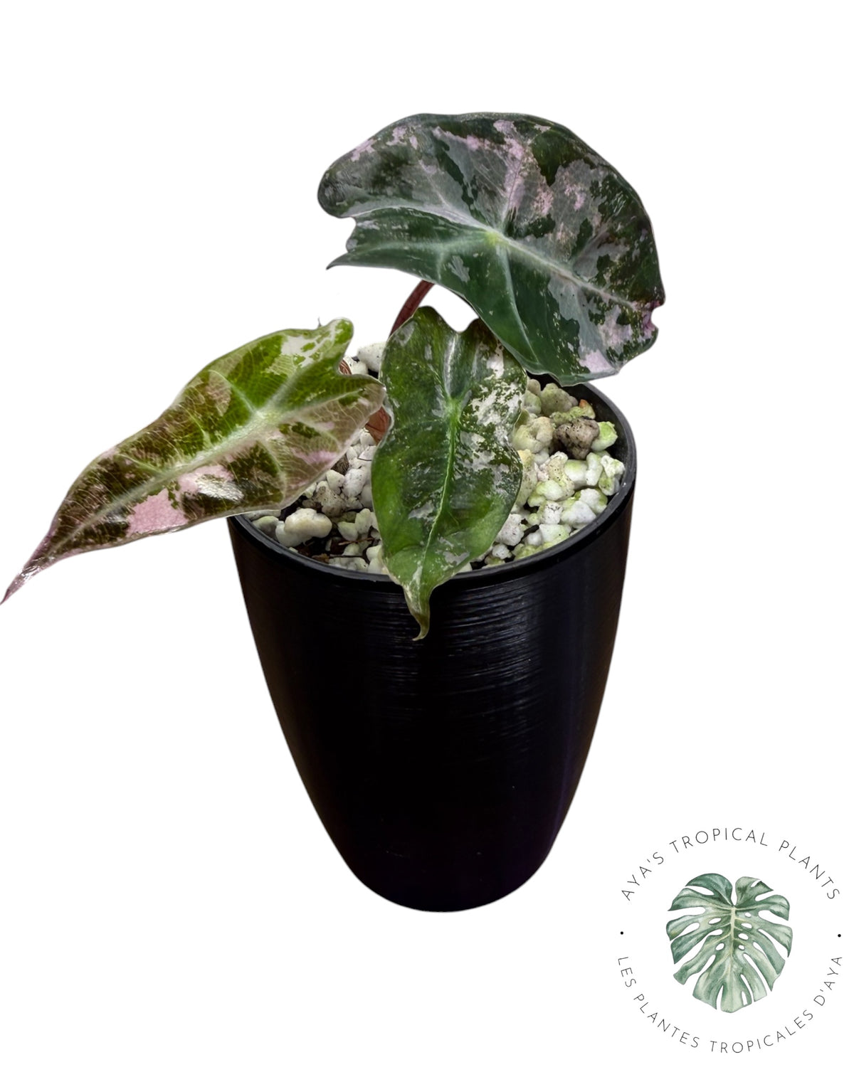 Alocasia Polly Pink Snowflake (Catégorie A)