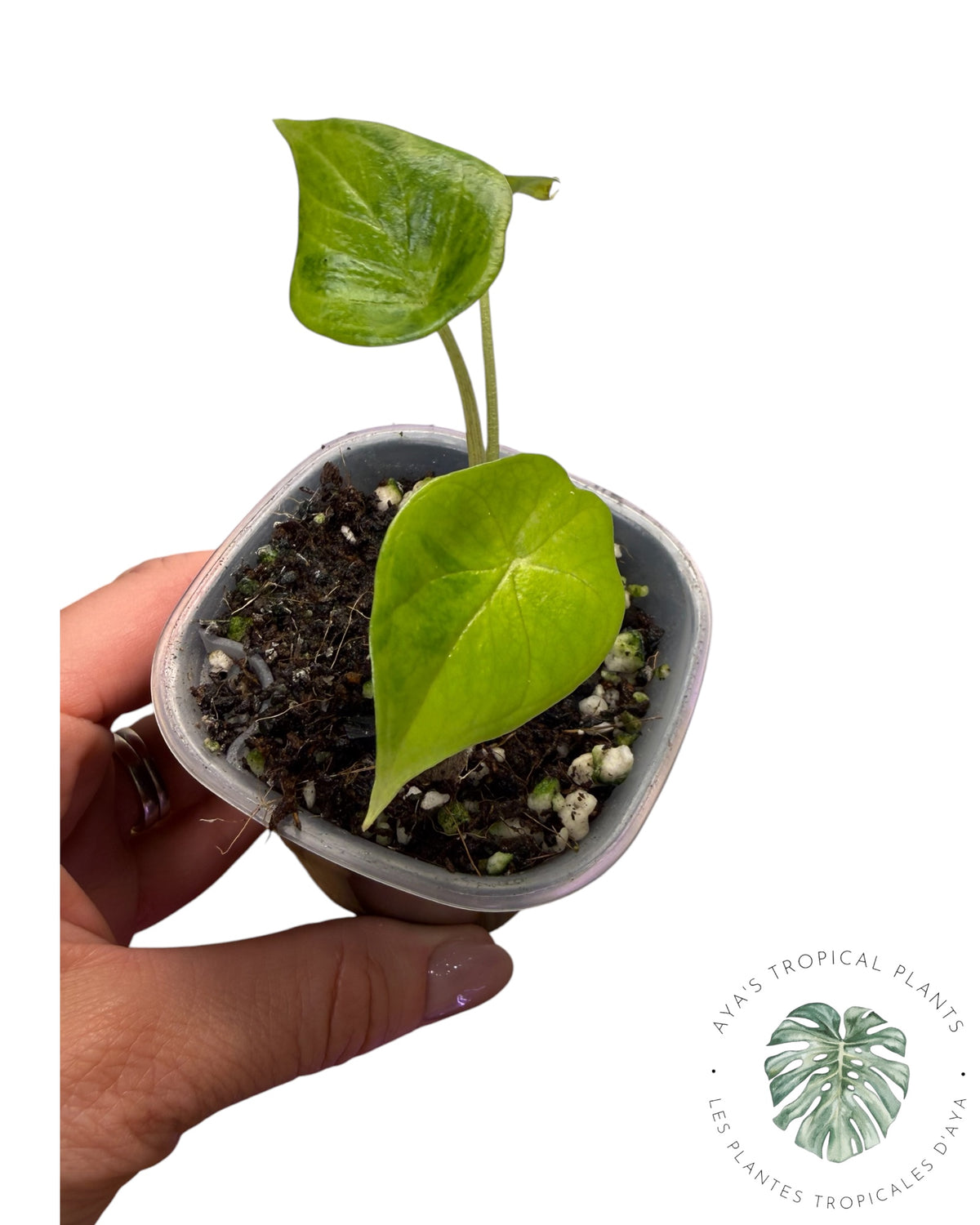 Alocasia Scalprum Aurea Panaché