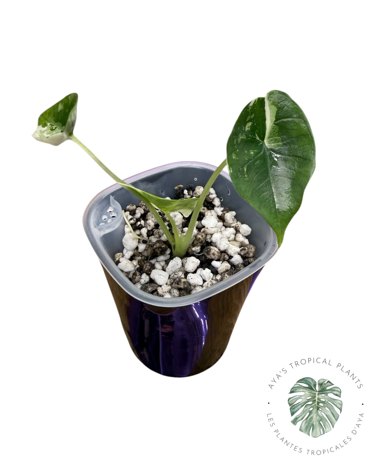 Alocasia Bisma Platinum Albo Variegated
