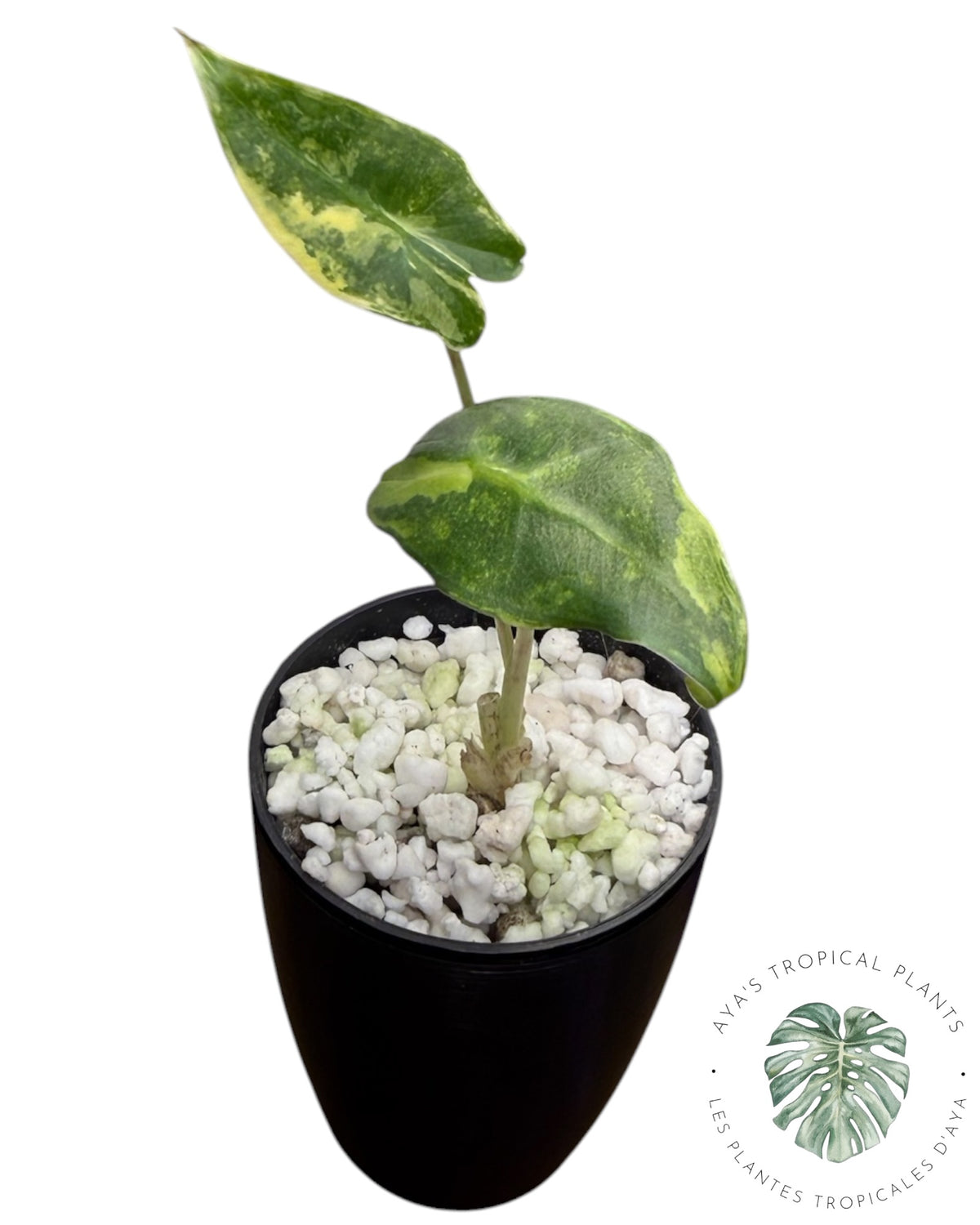 Alocasia Sarian Aurea