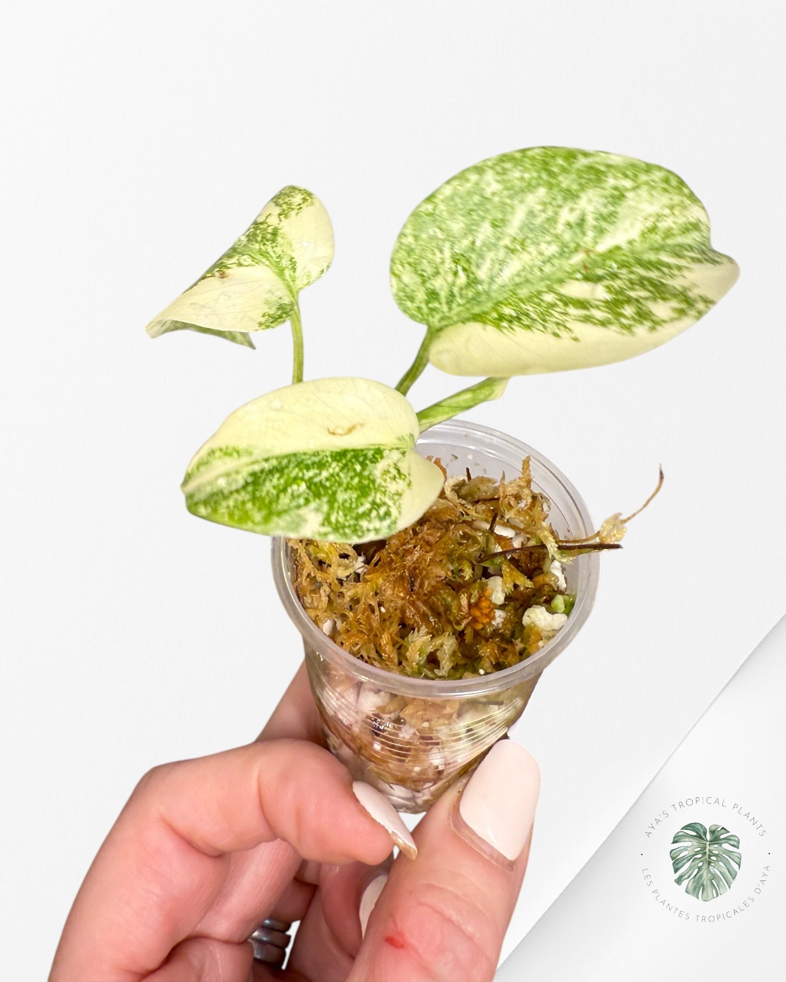 Monstera Thai Constellation Creme Brûlée (Grade A) - LU2