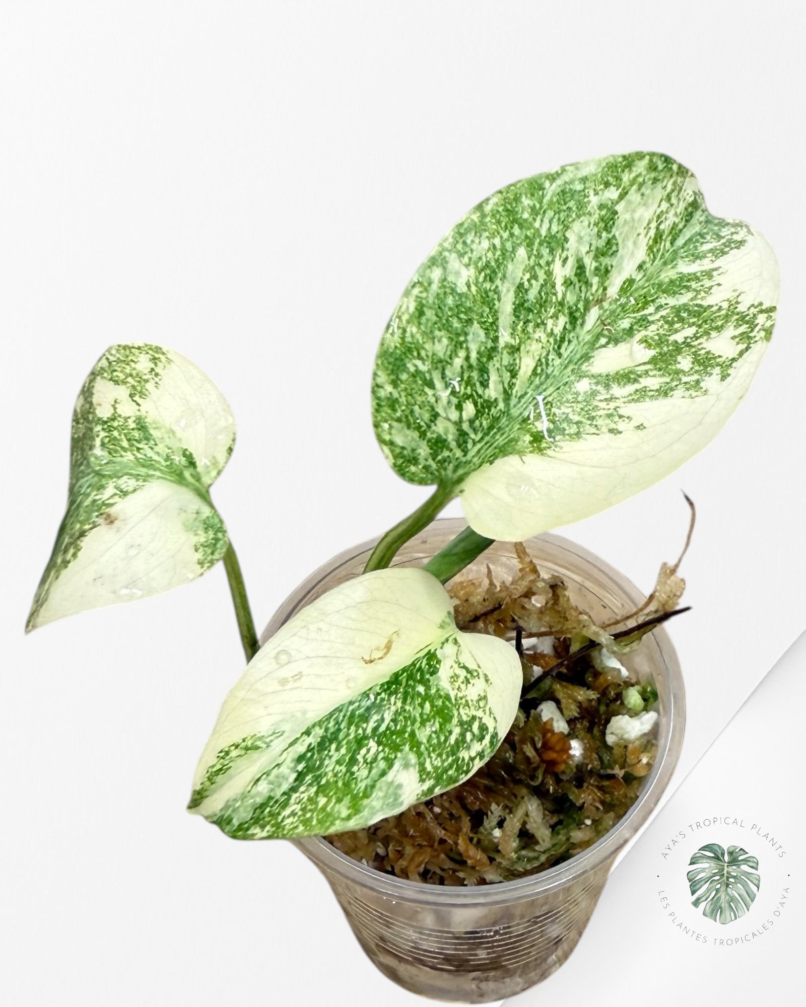 Monstera Thai Constellation Creme Brûlée (Grade A) - LU2