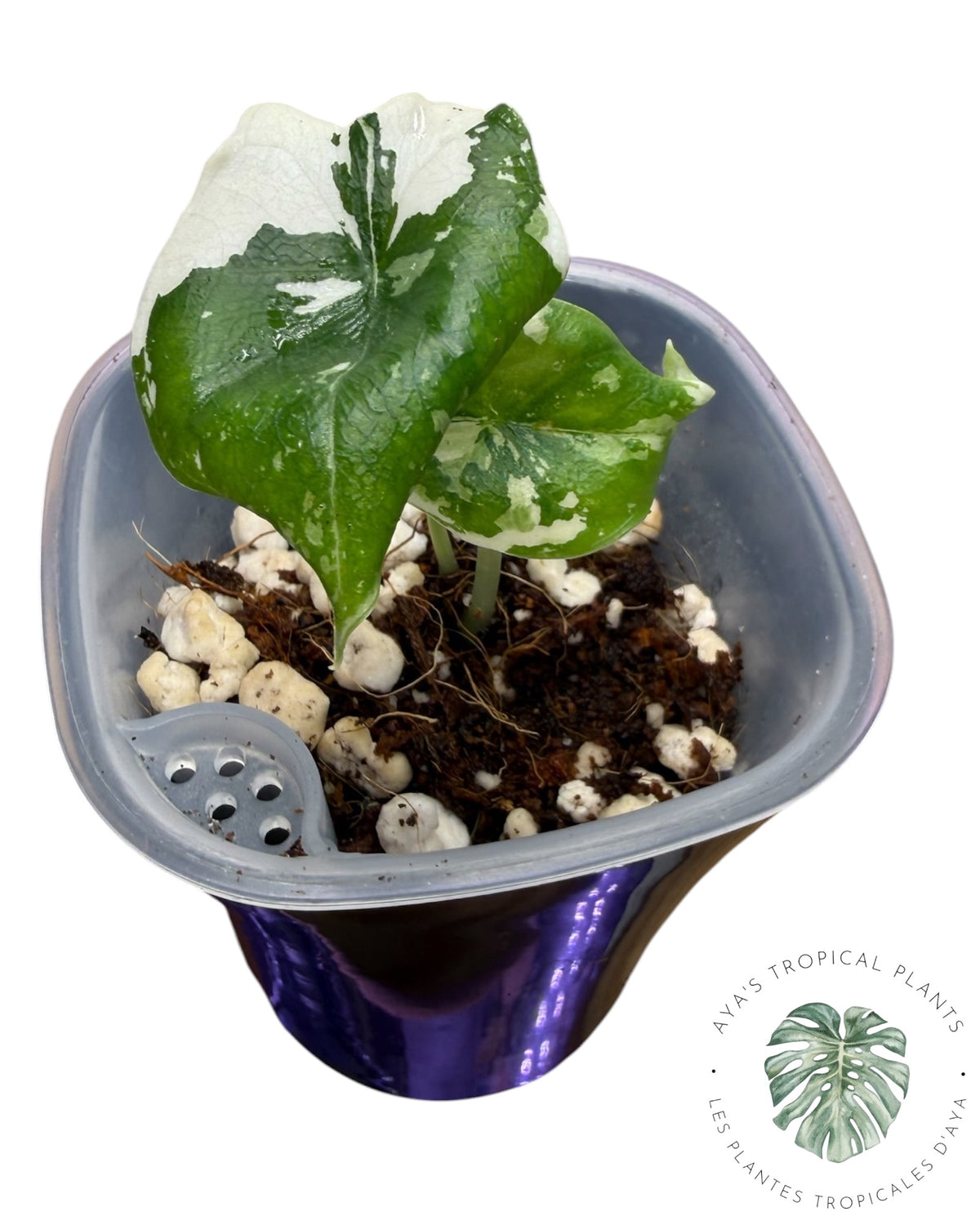 Alocasia Melo Albo Panaché