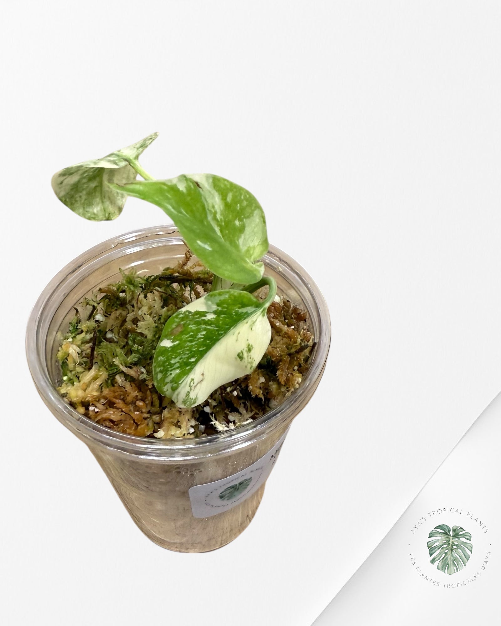 Monstera Thai Constellation Creme Brûlée (Grade A) - TC9