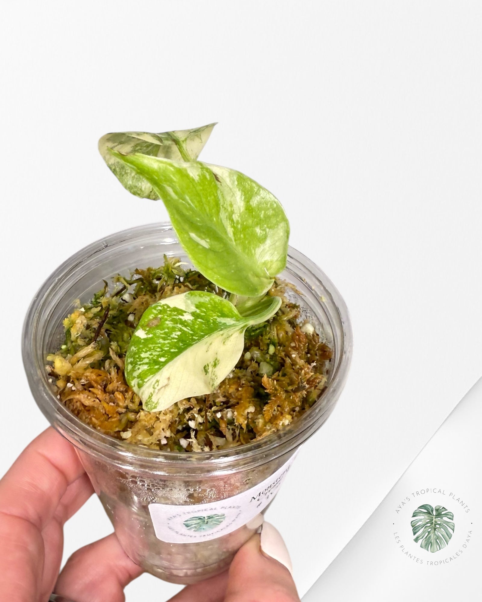 Monstera Thai Constellation Creme Brûlée (Grade A) - TC9