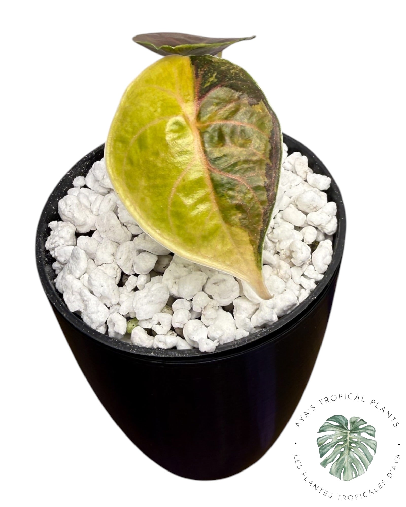 Alocasia Azlanii Gold / Aurea