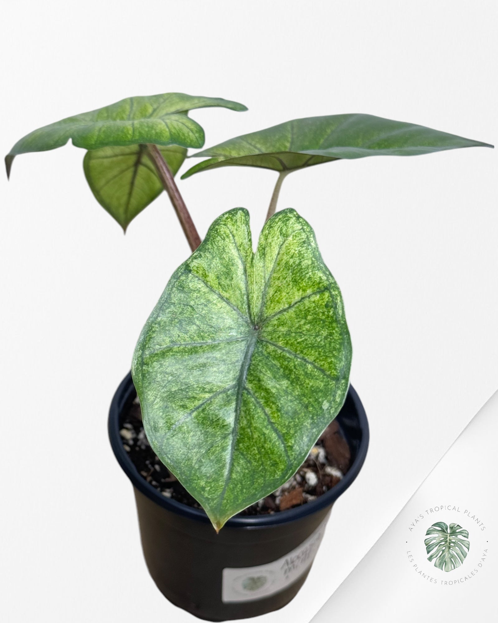 Alocasia Yukatan Mint -1