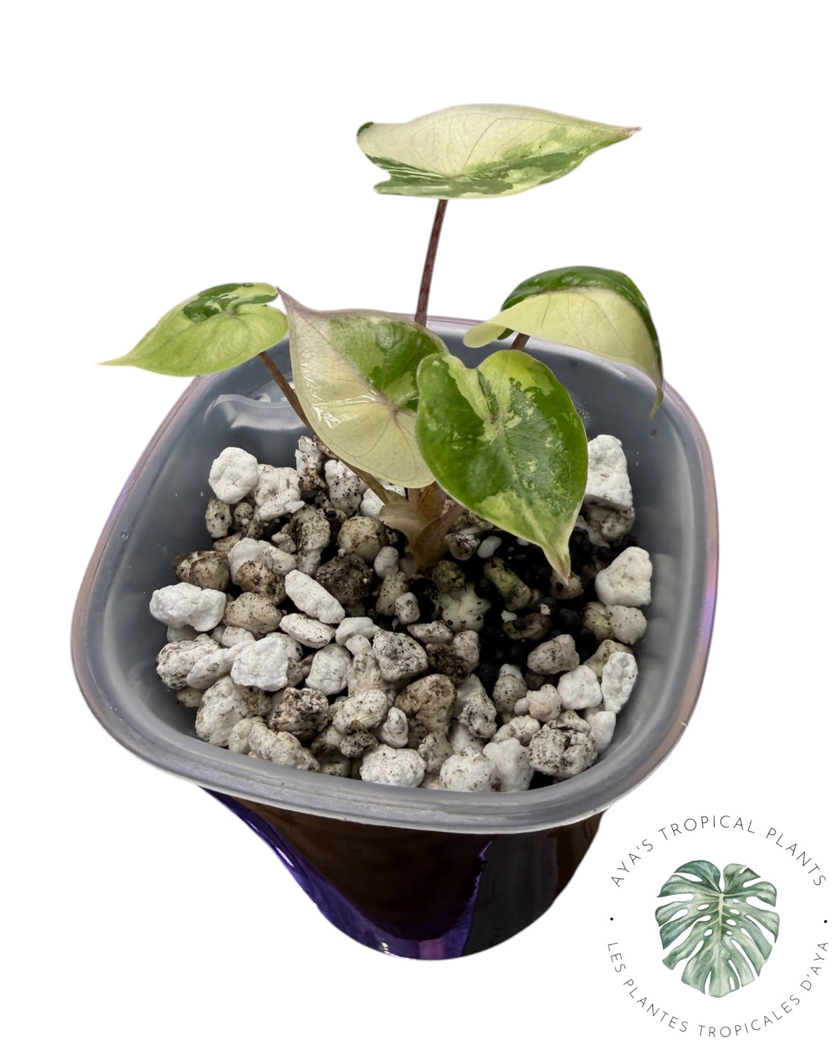 Alocasia Yucatan Princess Pink Variegated